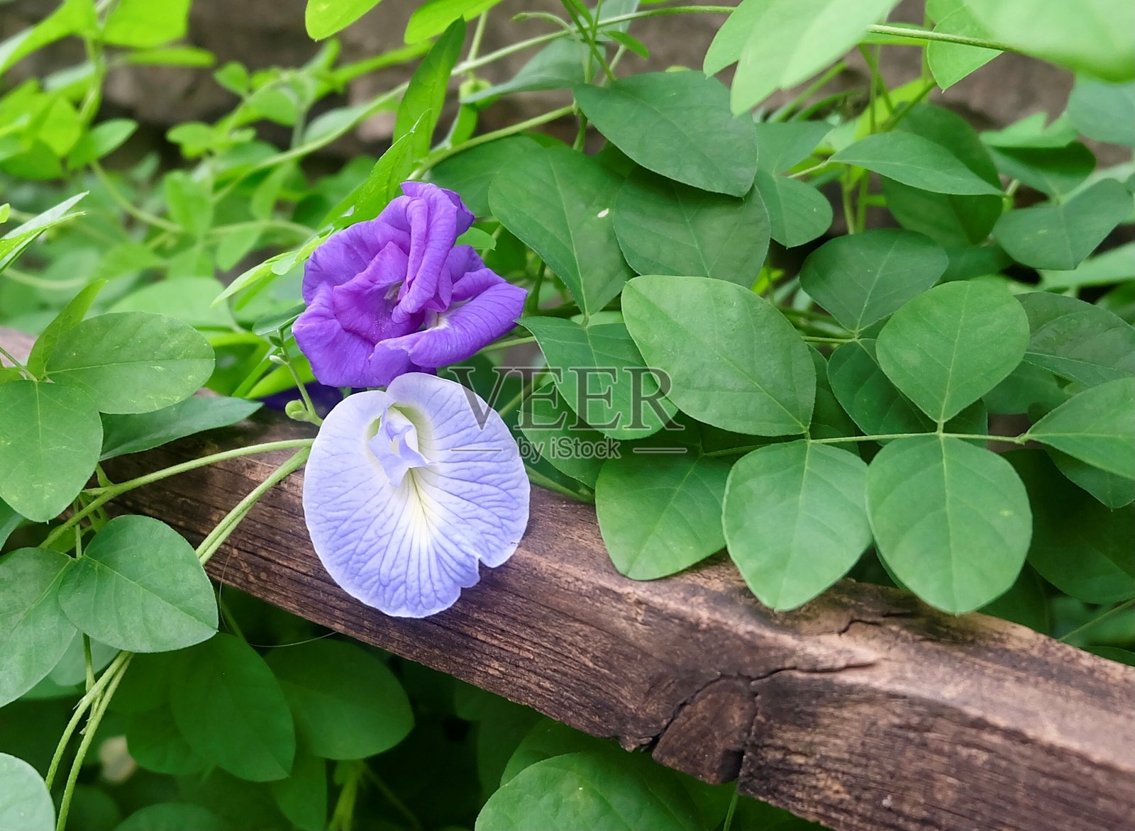 蝶豆花攀爬棚架,有益大脑健康照片摄影图片