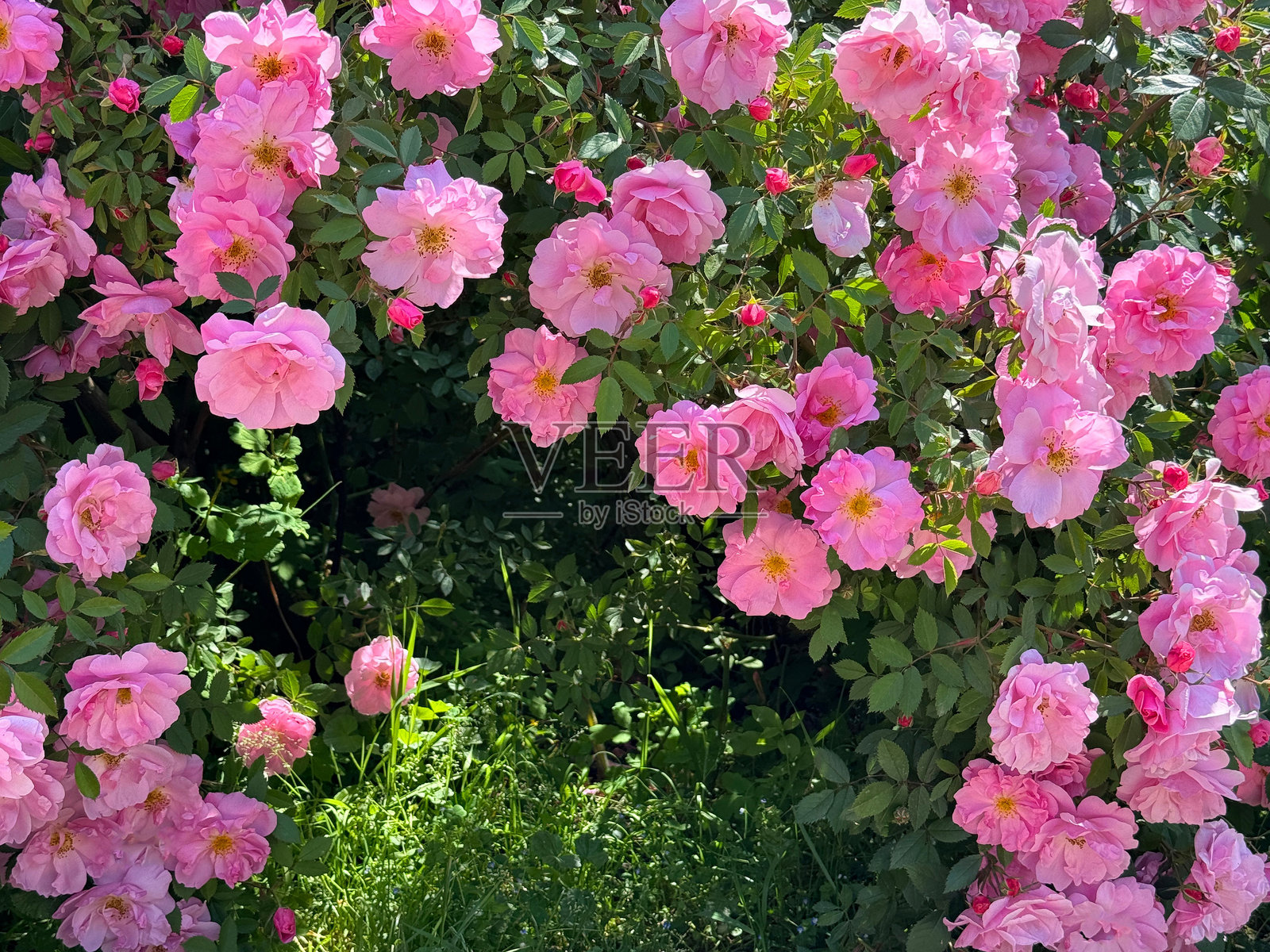 花园里美丽的粉色玫瑰爬藤灌木照片摄影图片