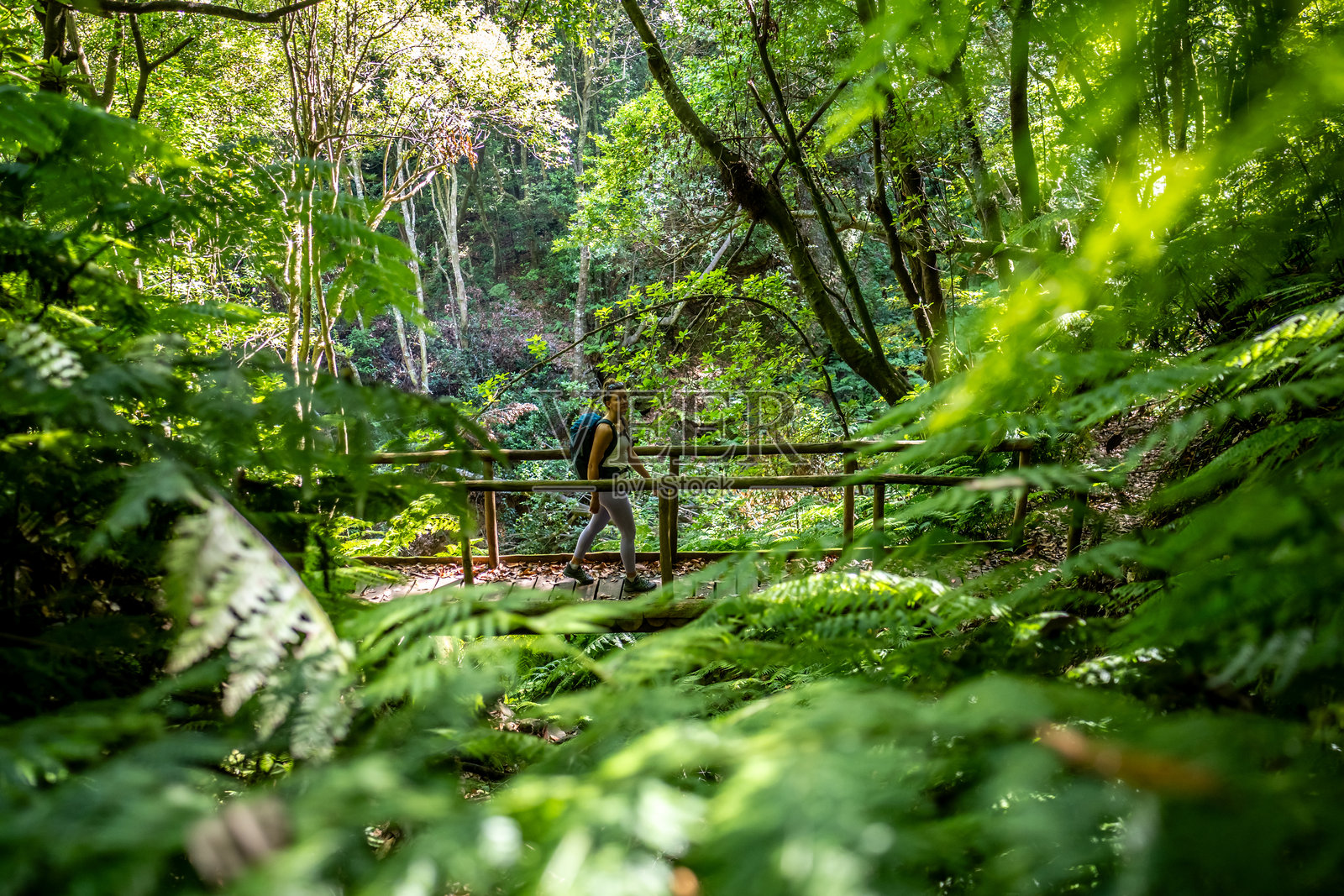 徒步旅行者穿过葡萄牙马德拉岛圣维森特的一座郁郁葱葱、杂草丛生的雨林中的木桥。照片摄影图片