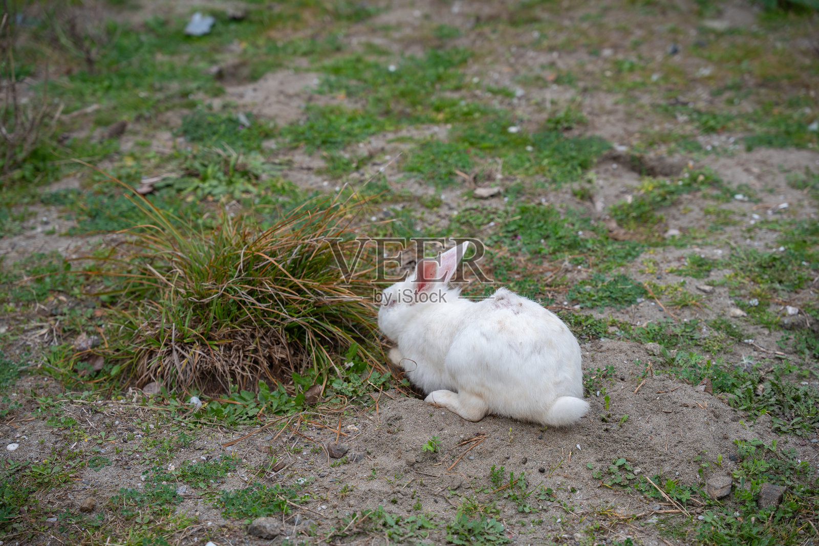 一只白兔,粉红色的眼睛,坐在绿色的草地上,身处自然的田野环境中。这只可爱的兔子有棕色的斑点和长长的耳朵。野生动物、动物生活和栖息地的概念。照片摄影图片