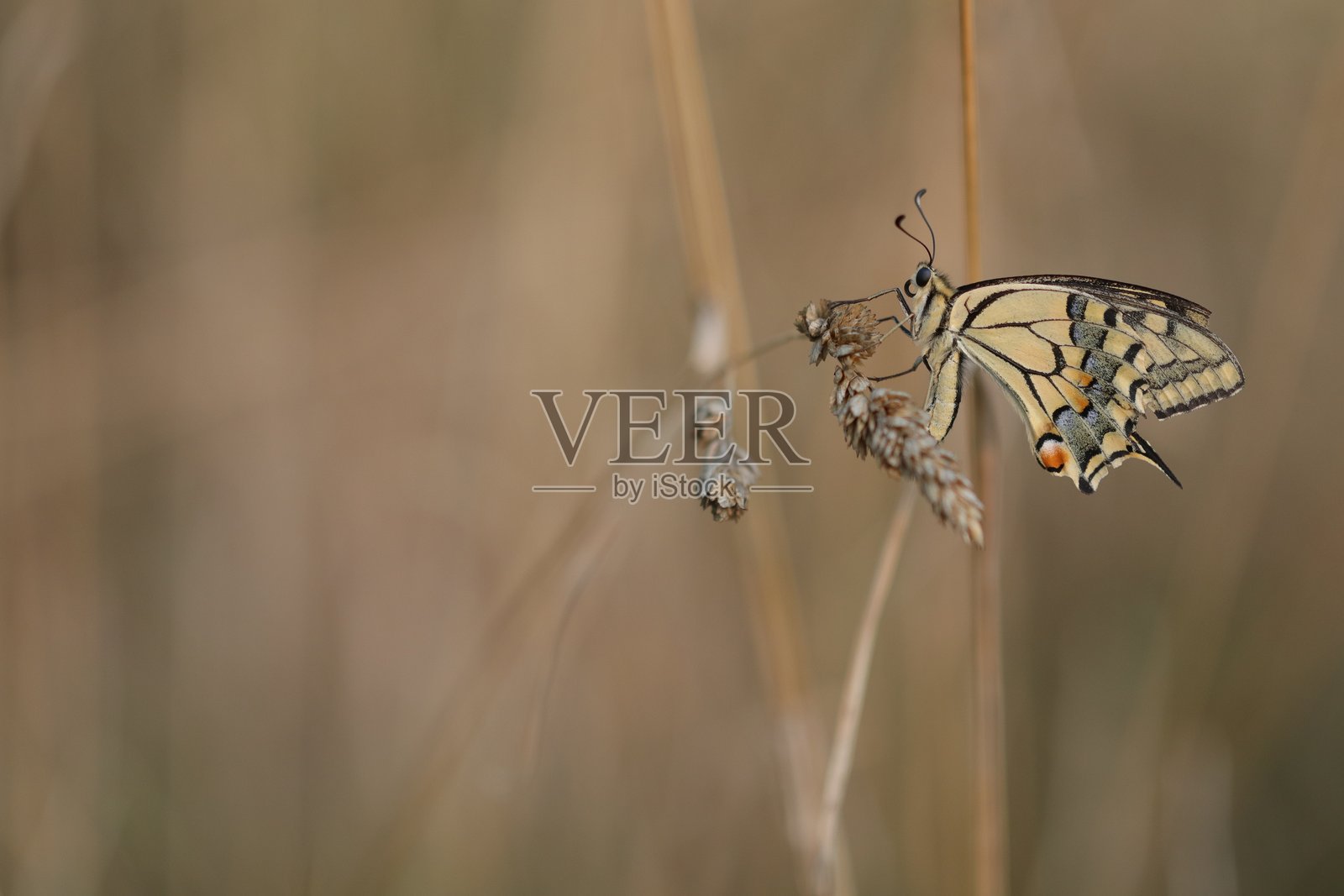 燕尾蝶照片摄影图片
