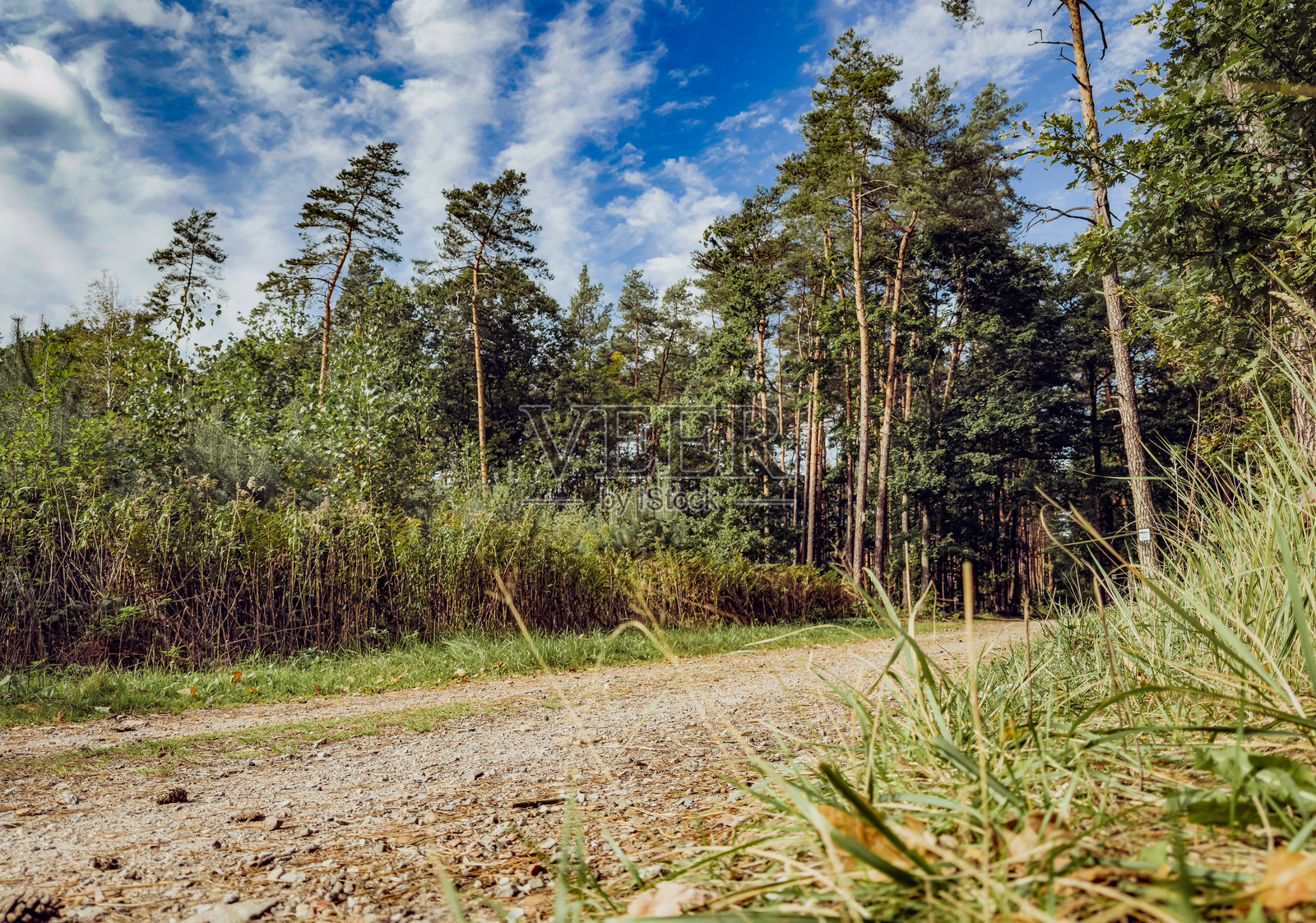 低角度拍摄的波兰茂密森林里的高大树木,阳光透过树叶洒落,宁静的林地氛围。照片摄影图片