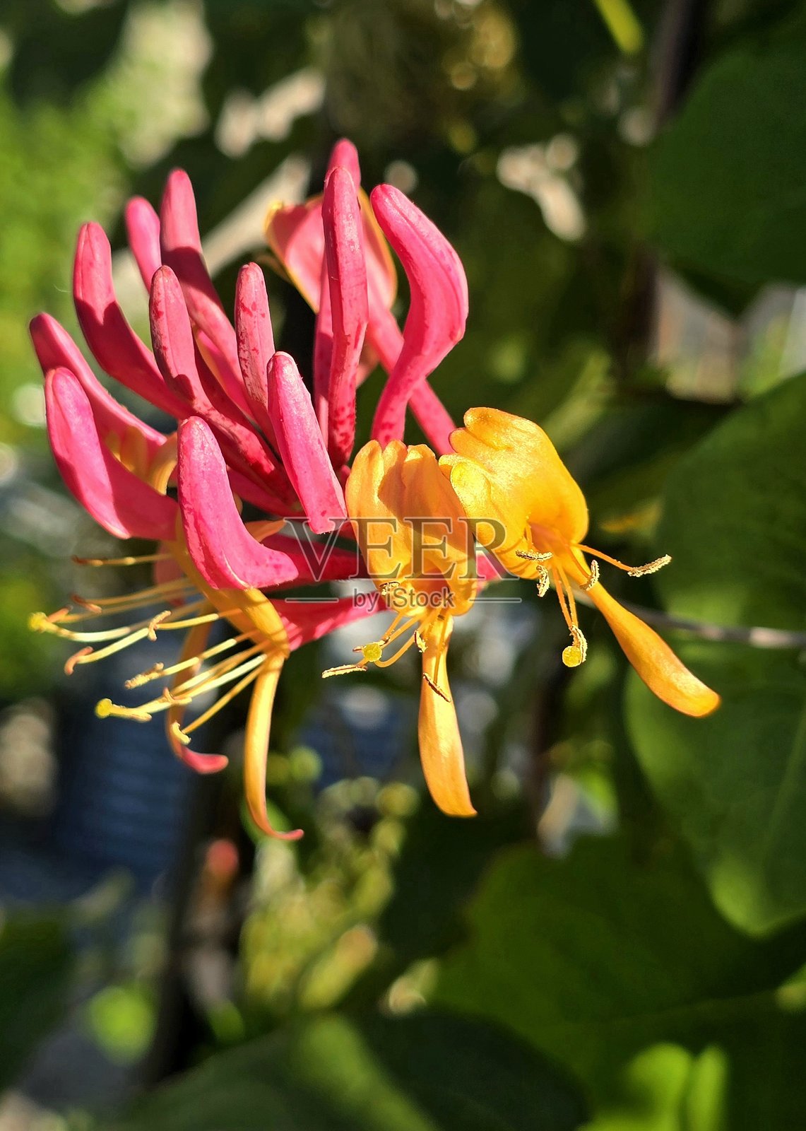 2025年7月12日,在温哥华溪畔社区康乐中心靠近科学馆的滨海步道绿道人行道旁看到的鲜花和植物。照片摄影图片