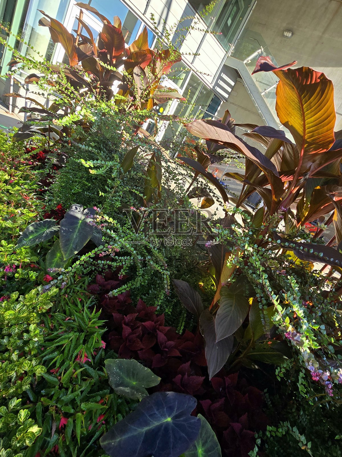 2025年7月12日,在温哥华溪畔社区康乐中心(靠近科学世界,紧邻海堤绿道步行道)看到的鲜花和植物。照片摄影图片