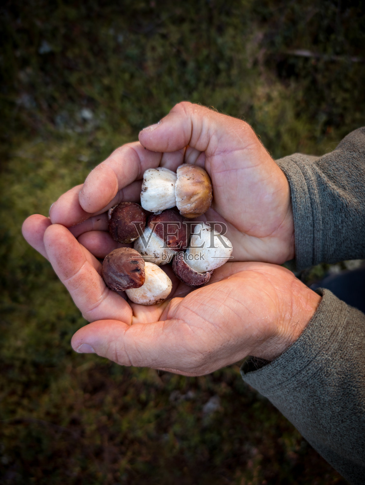 手捧野生牛肝菌照片摄影图片