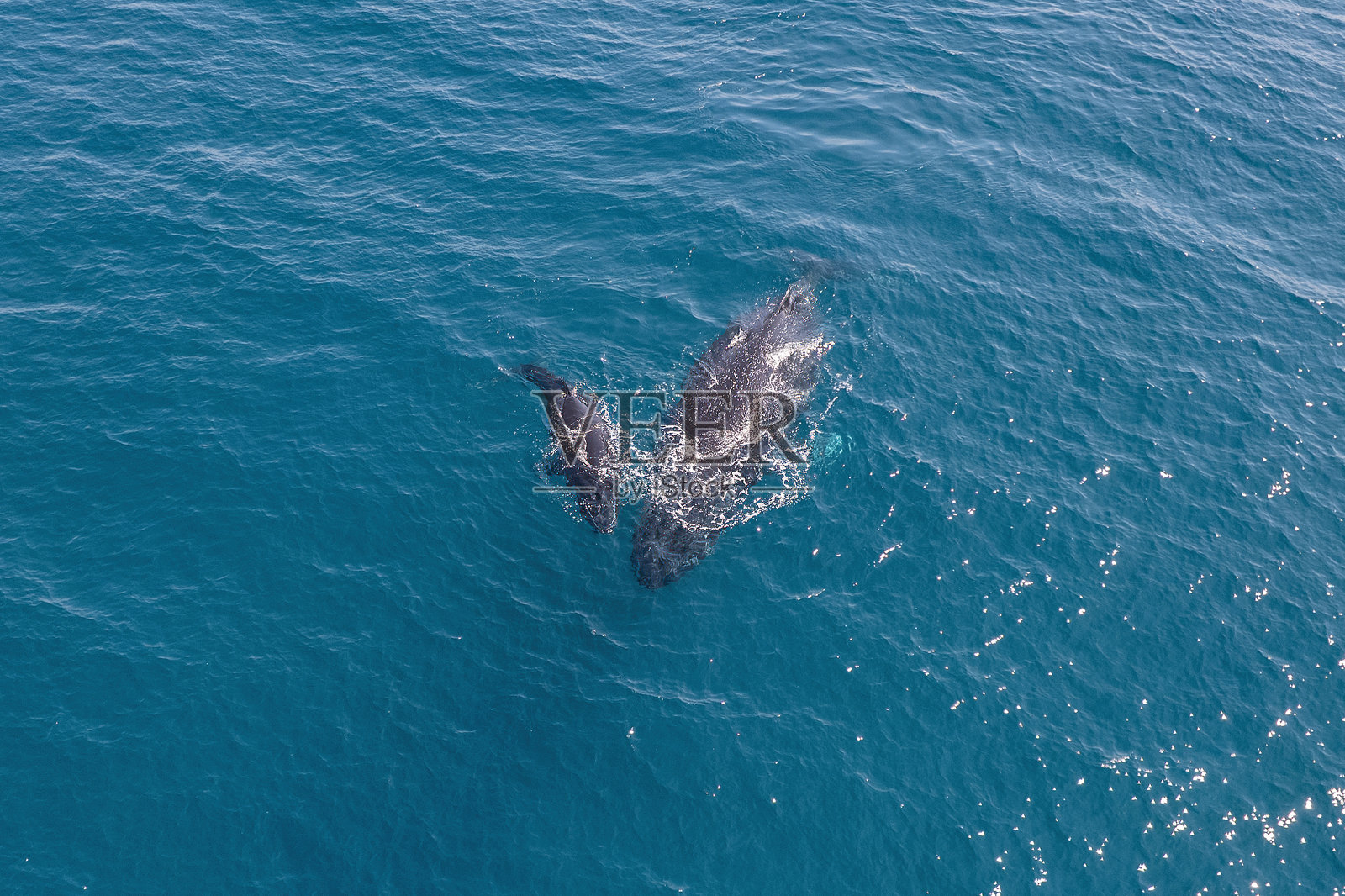 座头鲸母子照片摄影图片