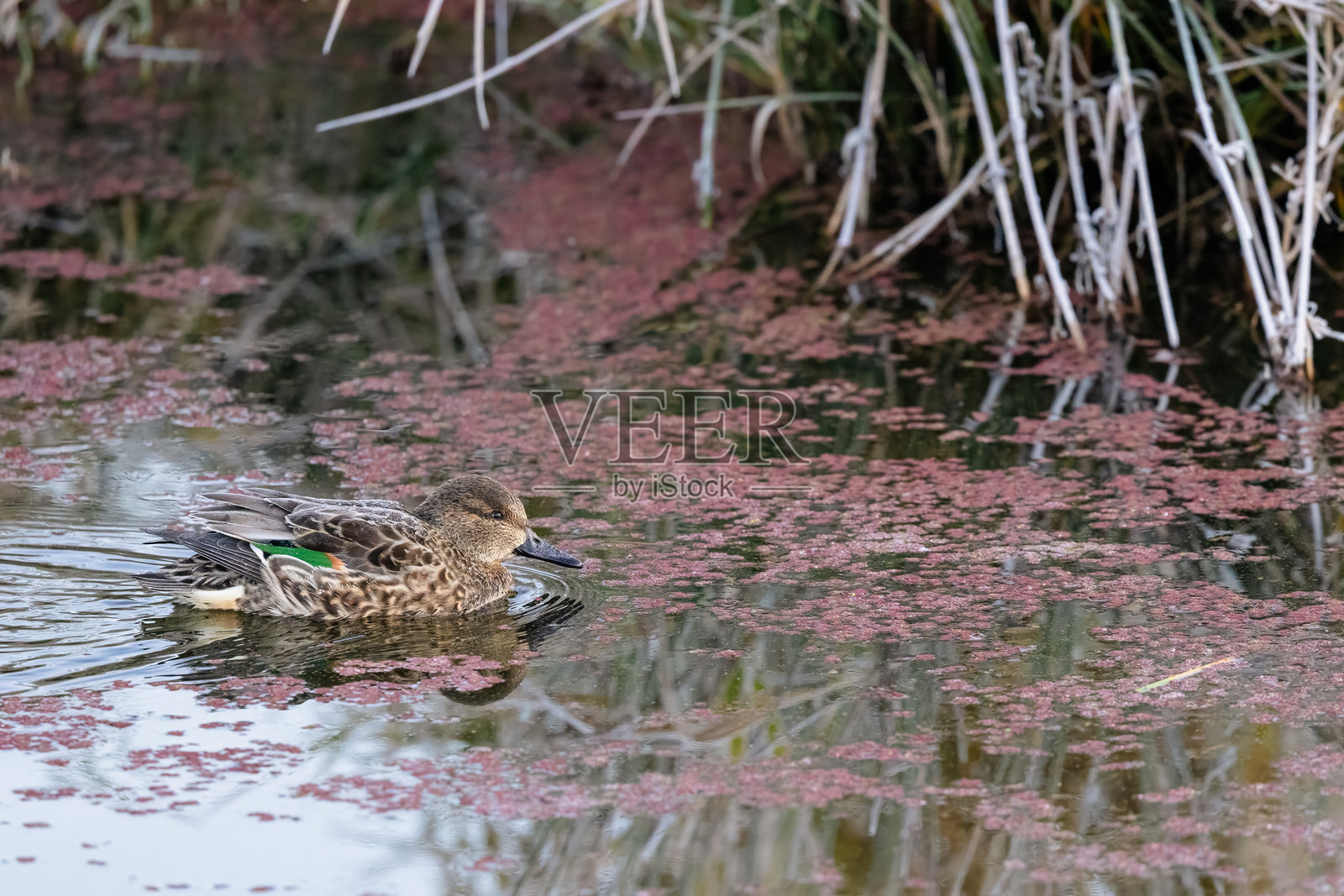 绿翅鸭照片摄影图片