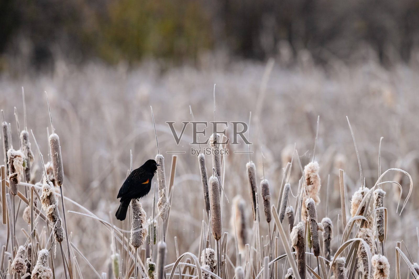 红翅黑鹂照片摄影图片