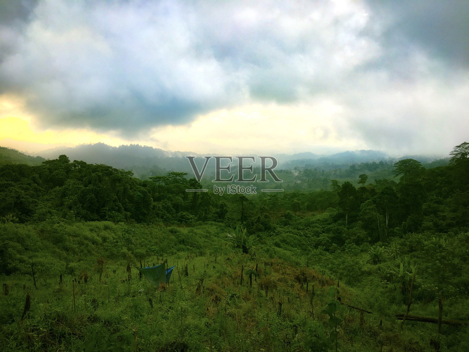 印度尼西亚婆罗洲热带雨林马鲁都斯山脉森林景观。照片摄影图片