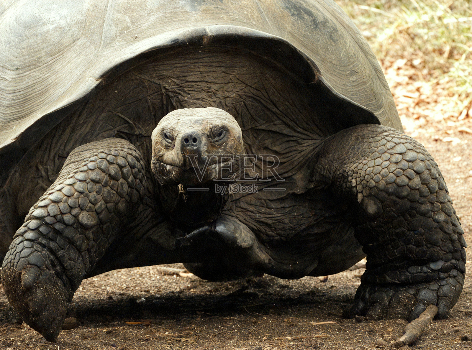 巨型加拉帕戈斯乌龟特写照片摄影图片