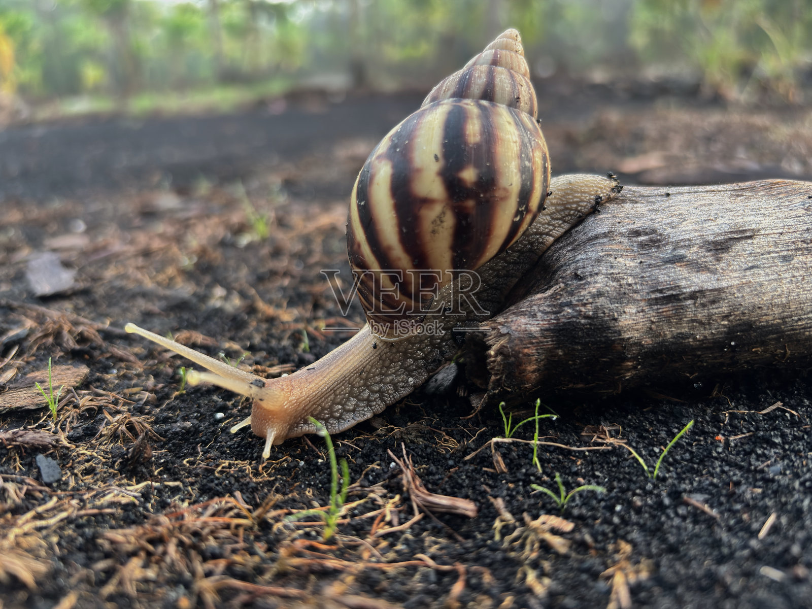 雨后花园里的蜗牛照片摄影图片
