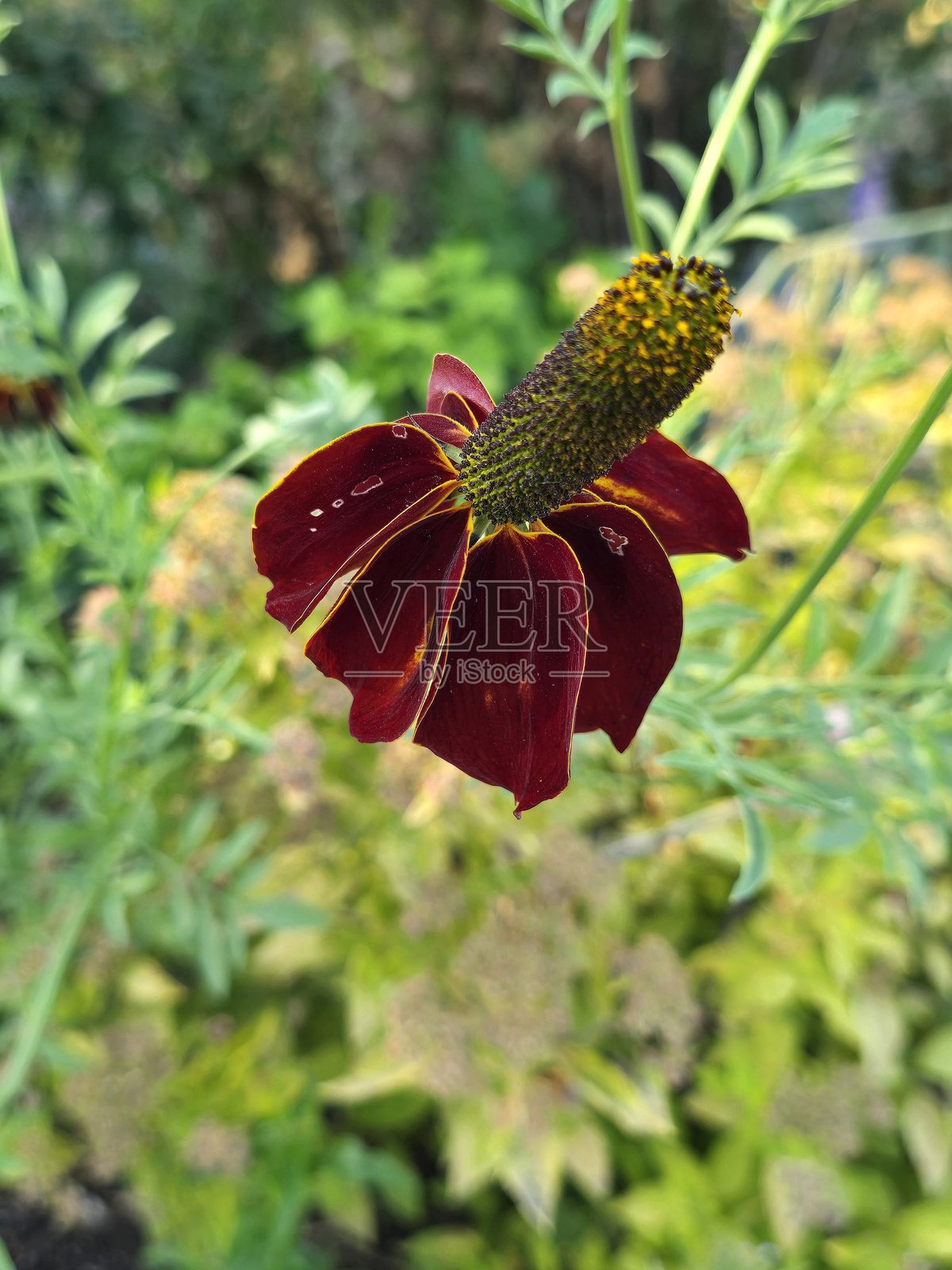 2025年7月12日上午,从独木舟桥到铰链公园沿海堤绿道人行步道旁的三角公园的花卉和植物。照片摄影图片