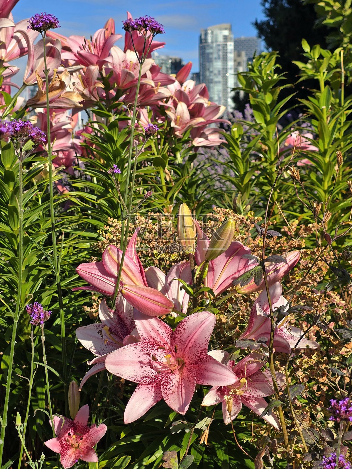 2025年7月12日早晨,从格拉斯利诺尔到查尔森公园沿海堤人行绿道的花卉和植物。照片摄影图片