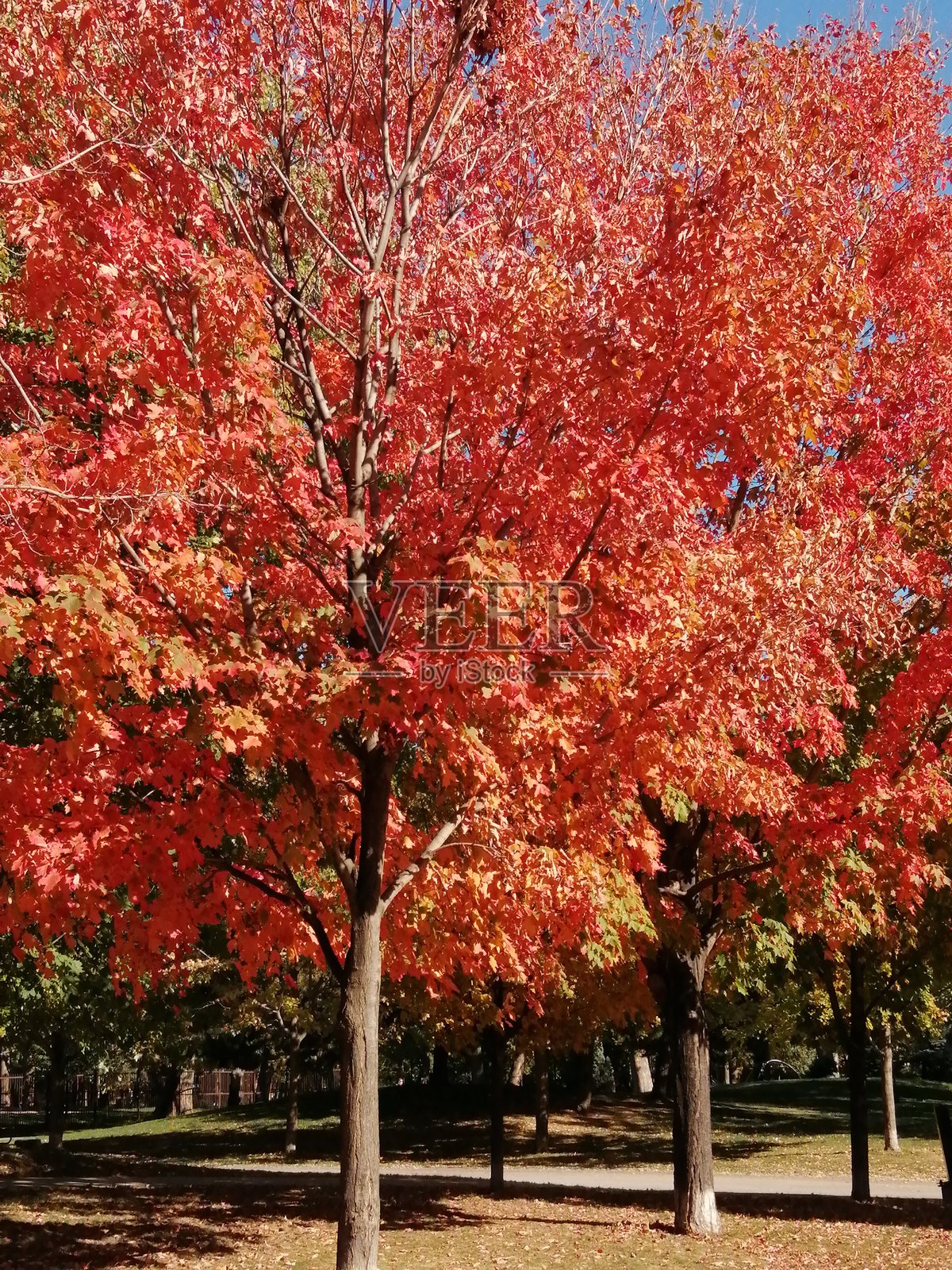 加拿大的秋色照片摄影图片