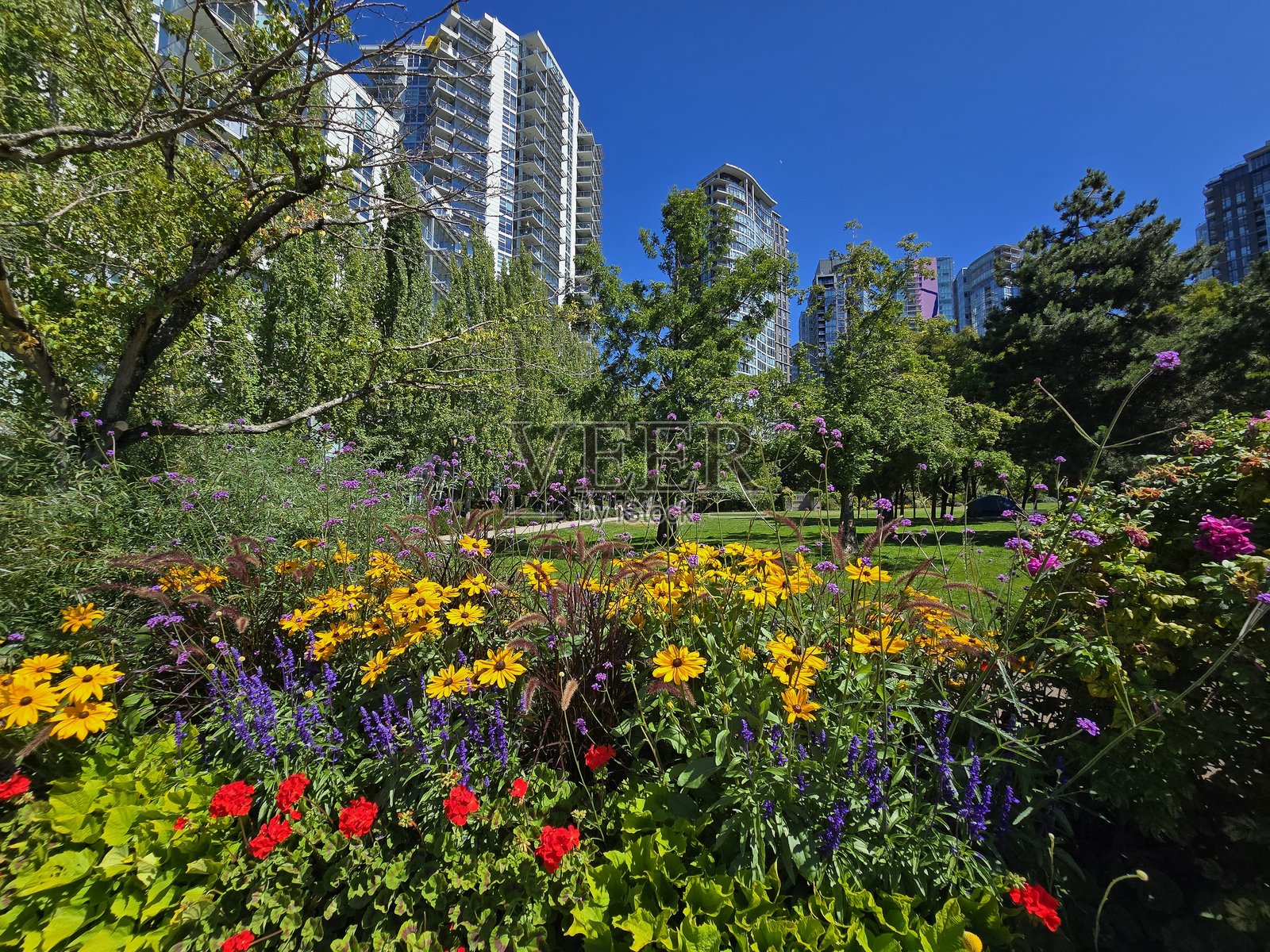 2025年8月2日,阳光明媚的早晨,从海滨海堤绿道人行道望去,温哥华耶鲁镇乔治·韦恩伯恩公园的花卉与植物。照片摄影图片