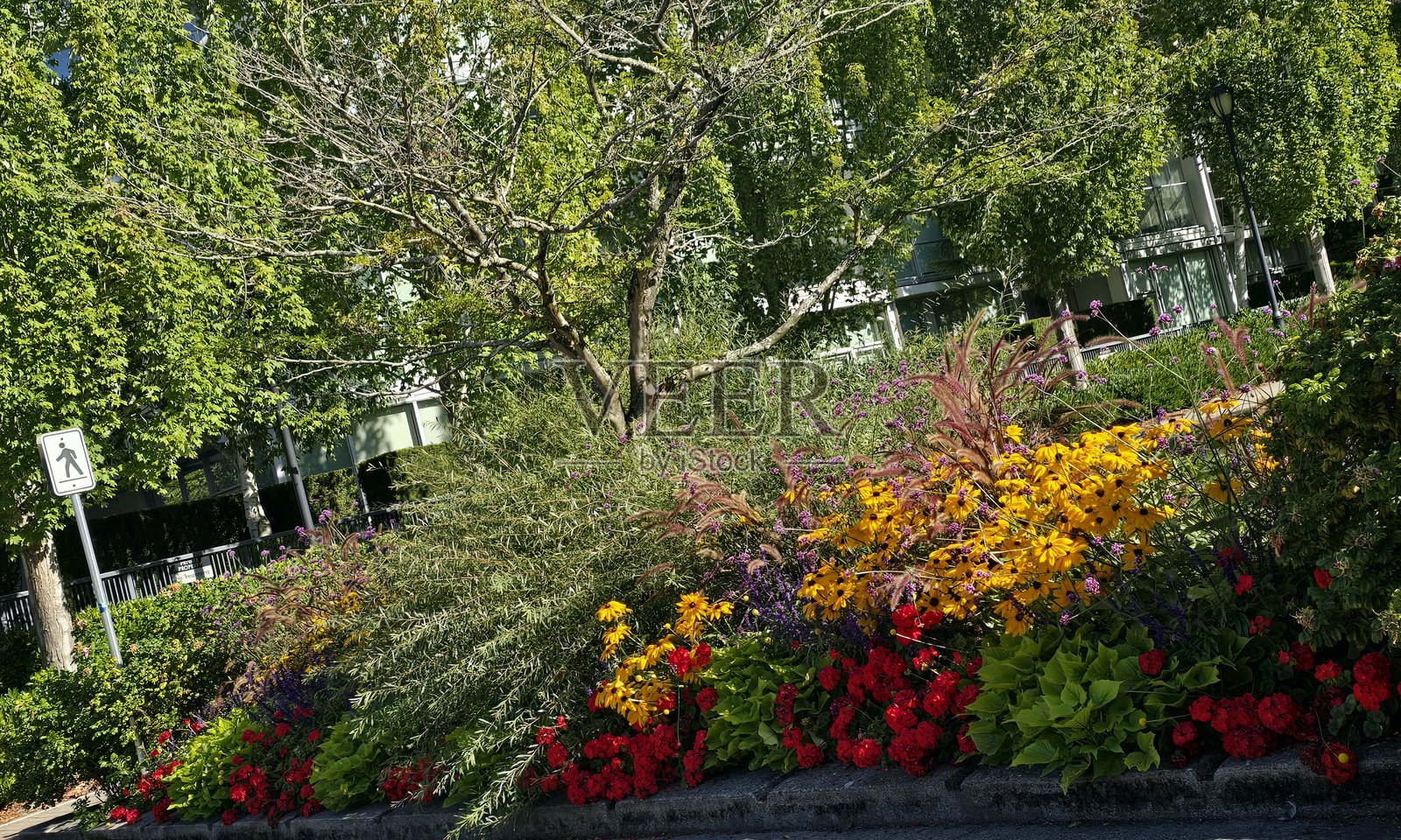 2025年8月23日,阳光明媚的早晨,从海滨海堤绿道的步行道上看到的温哥华耶鲁镇乔治·韦恩伯恩公园内的花卉和植物。照片摄影图片