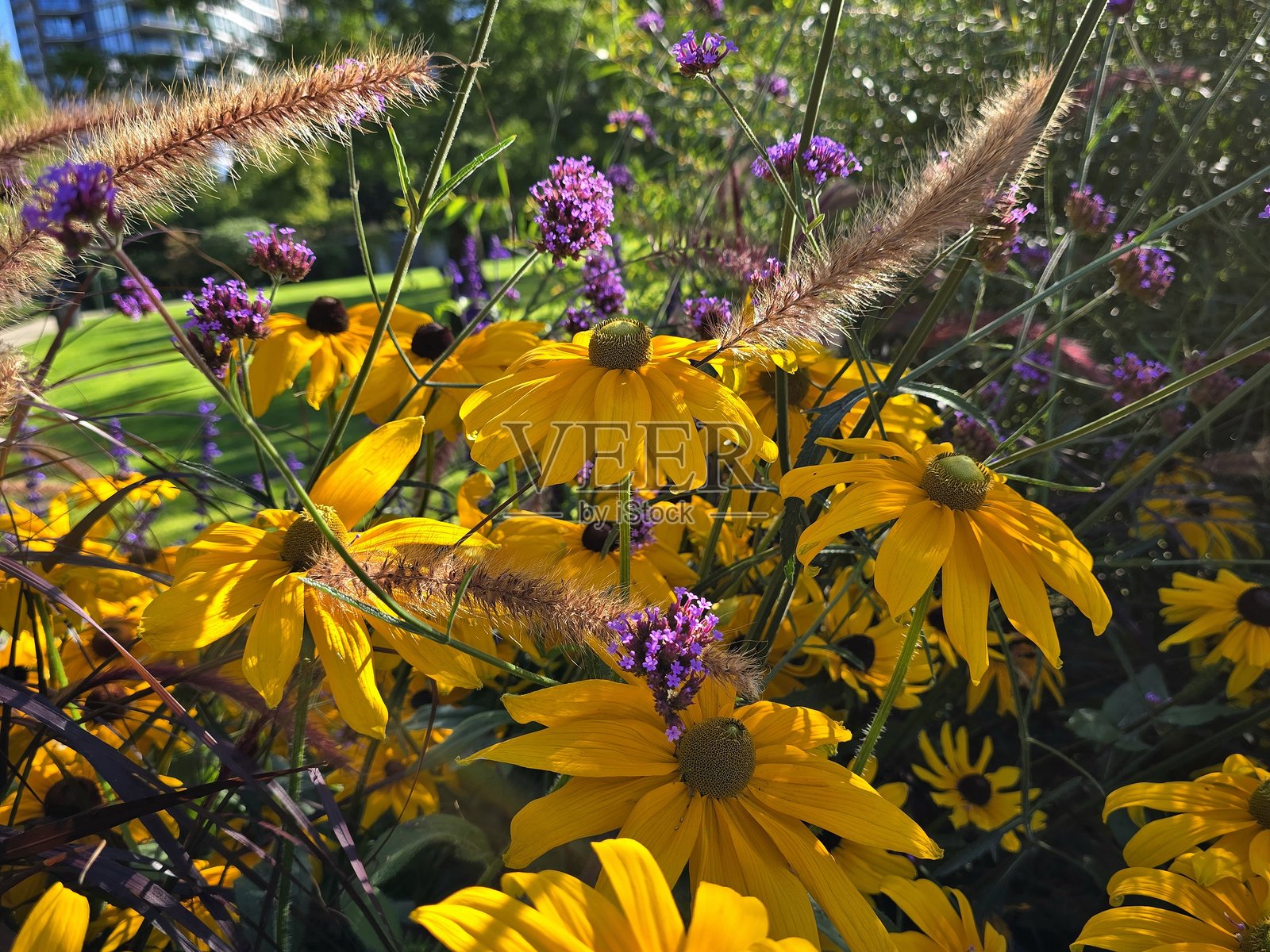 2025年8月23日,阳光明媚的早晨,从海滨海堤绿道步行道看到的温哥华耶鲁镇乔治·韦恩伯恩公园的花卉与植物。照片摄影图片