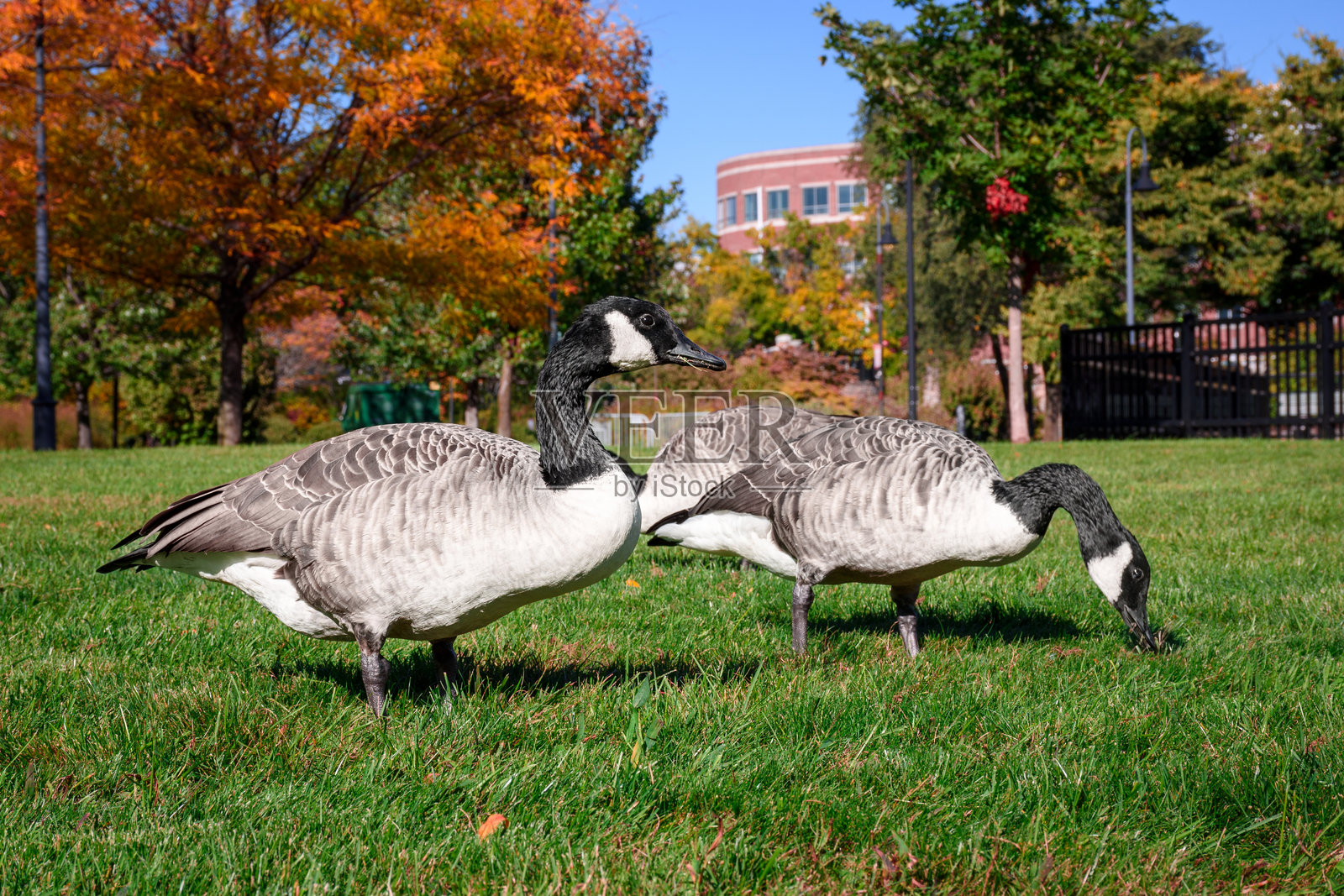 近距离拍摄加拿大鹅在公园里啄食青草的画面照片摄影图片