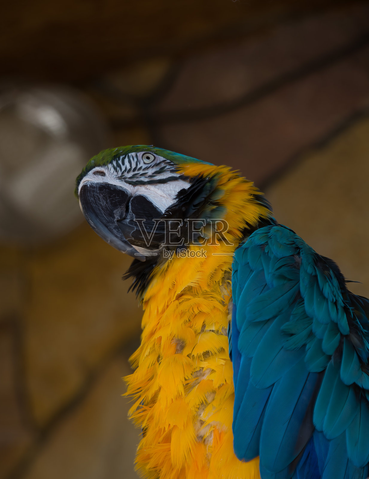 金刚鹦鹉照片摄影图片