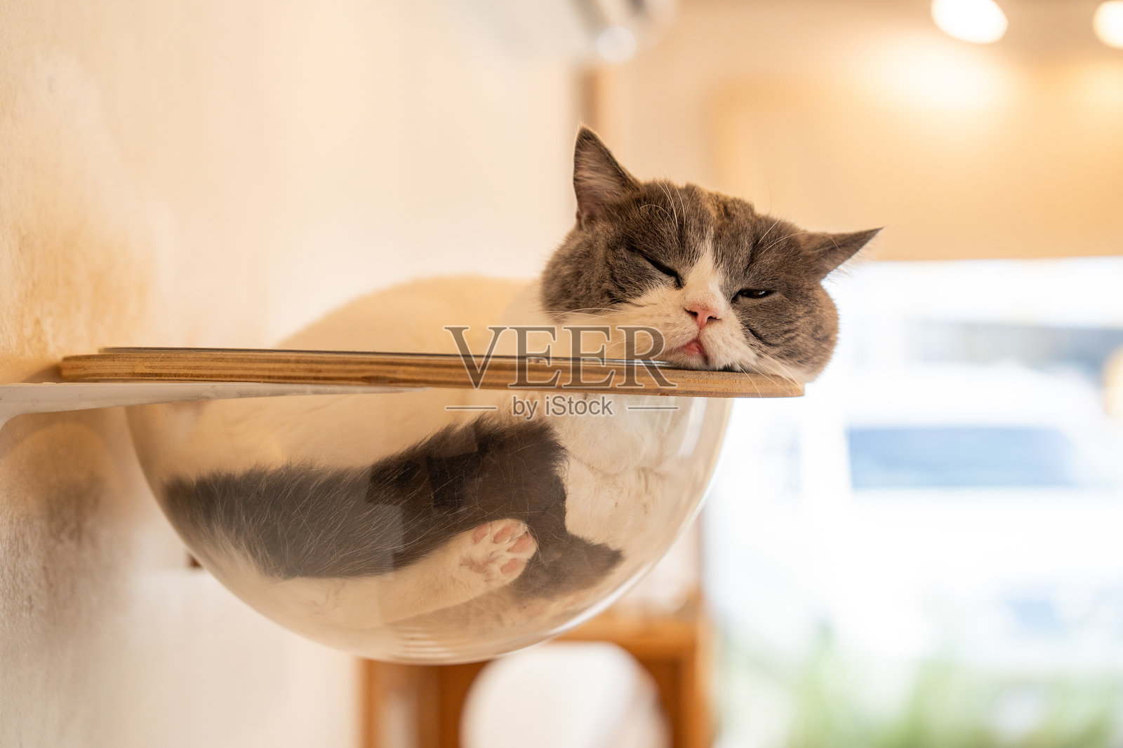 可爱的猫咪肖像,坐落在现代客厅,平静地休息并警觉地观察着阳光,享受着温暖与宁静的居家景象。照片摄影图片