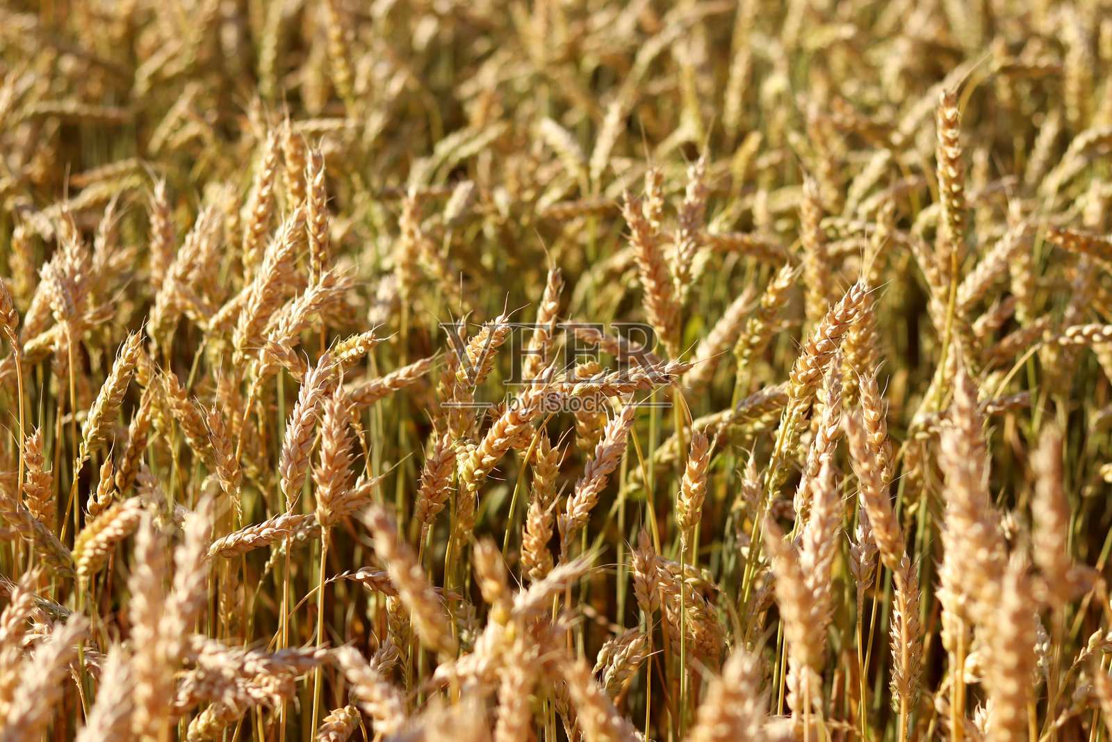 田野里的小麦穗特写照片摄影图片