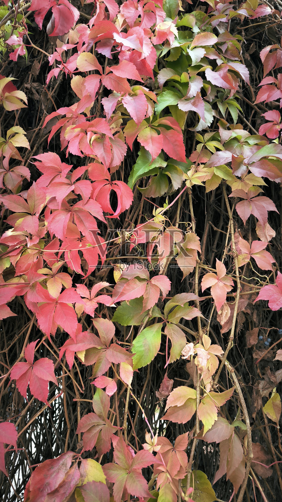 秋天的弗吉尼亚常春藤,叶子和浆果色彩斑斓照片摄影图片