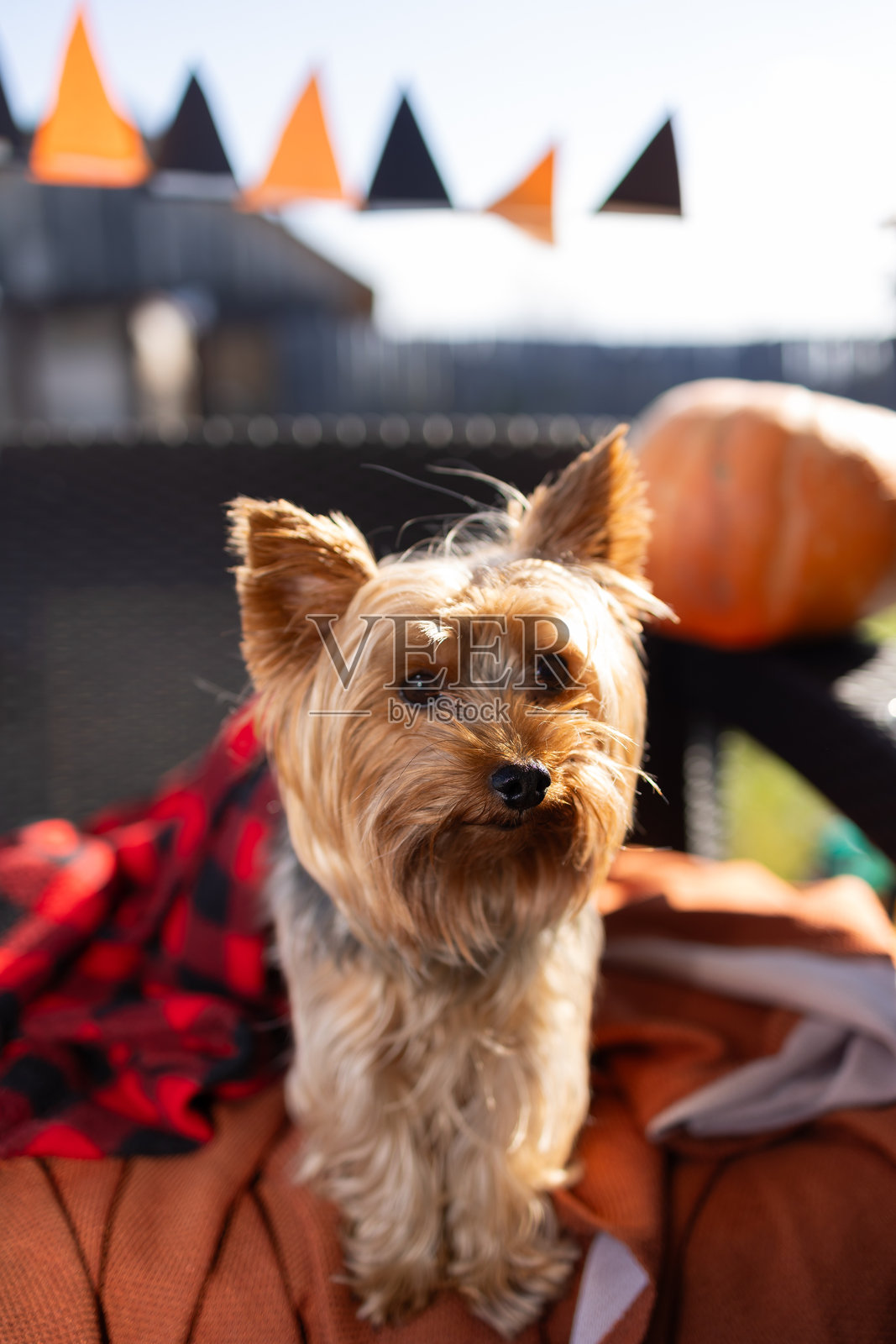 万圣节汽车后备箱派对,约克夏犬坐在车里照片摄影图片