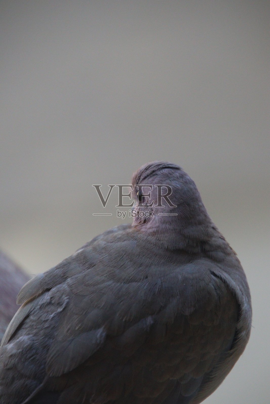 鸽子照片摄影图片