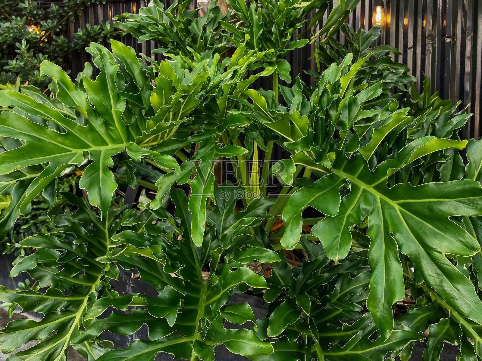 龟背竹照片摄影图片