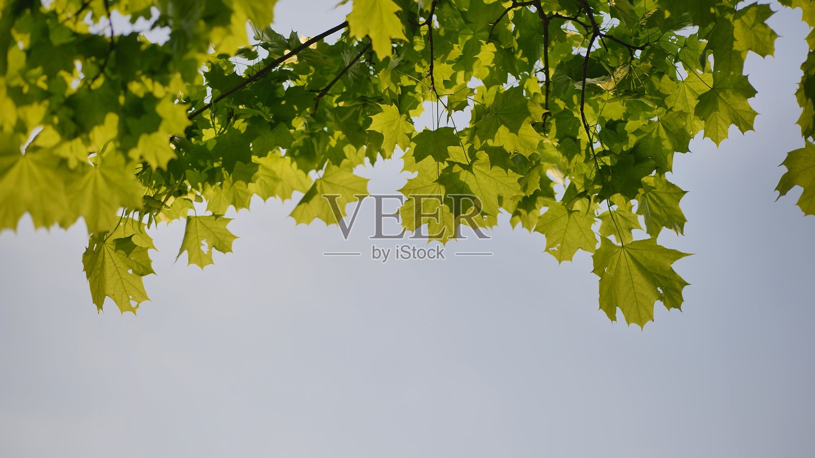 夏日里,枫树的绿色枝条。照片摄影图片