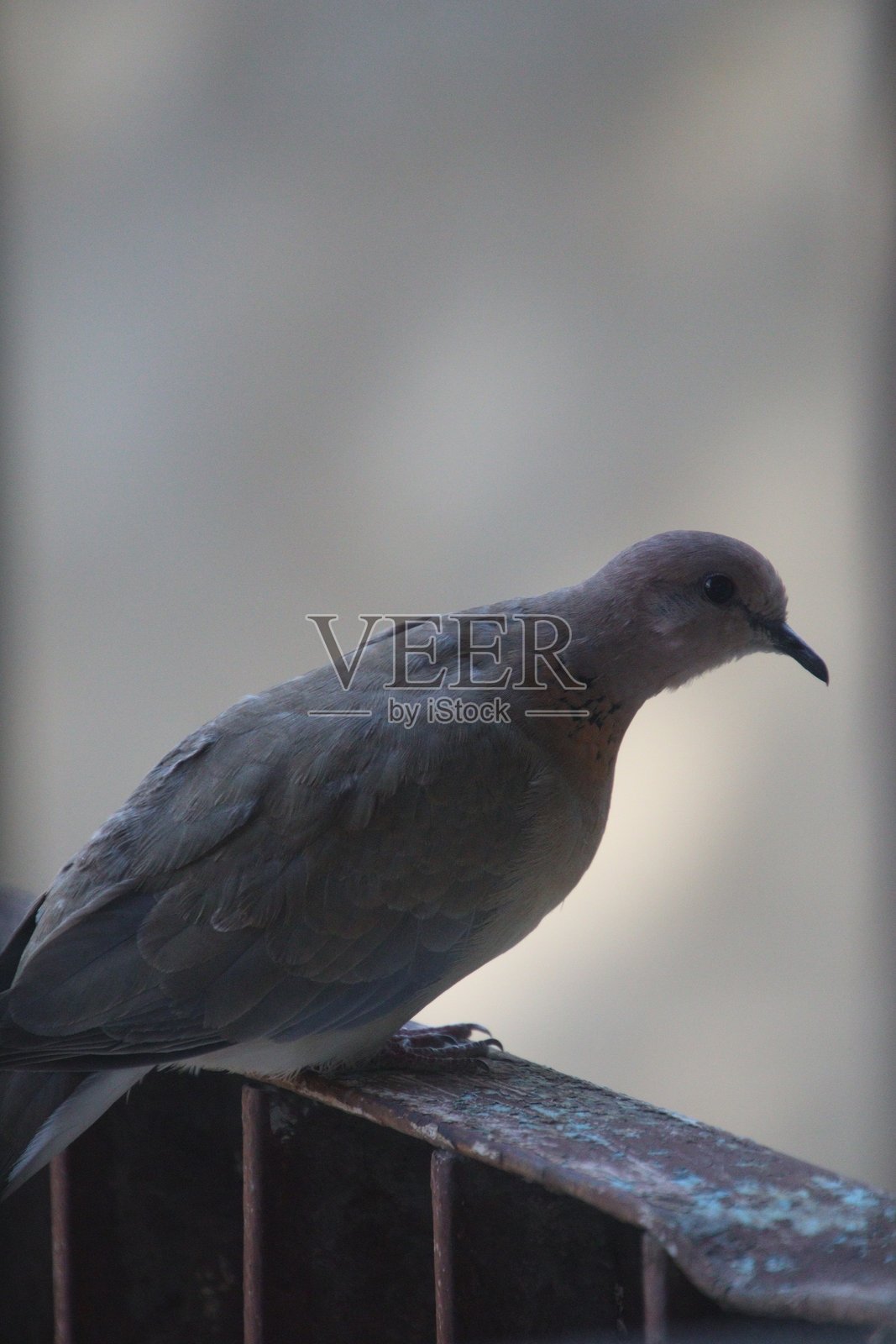 鸽子照片摄影图片