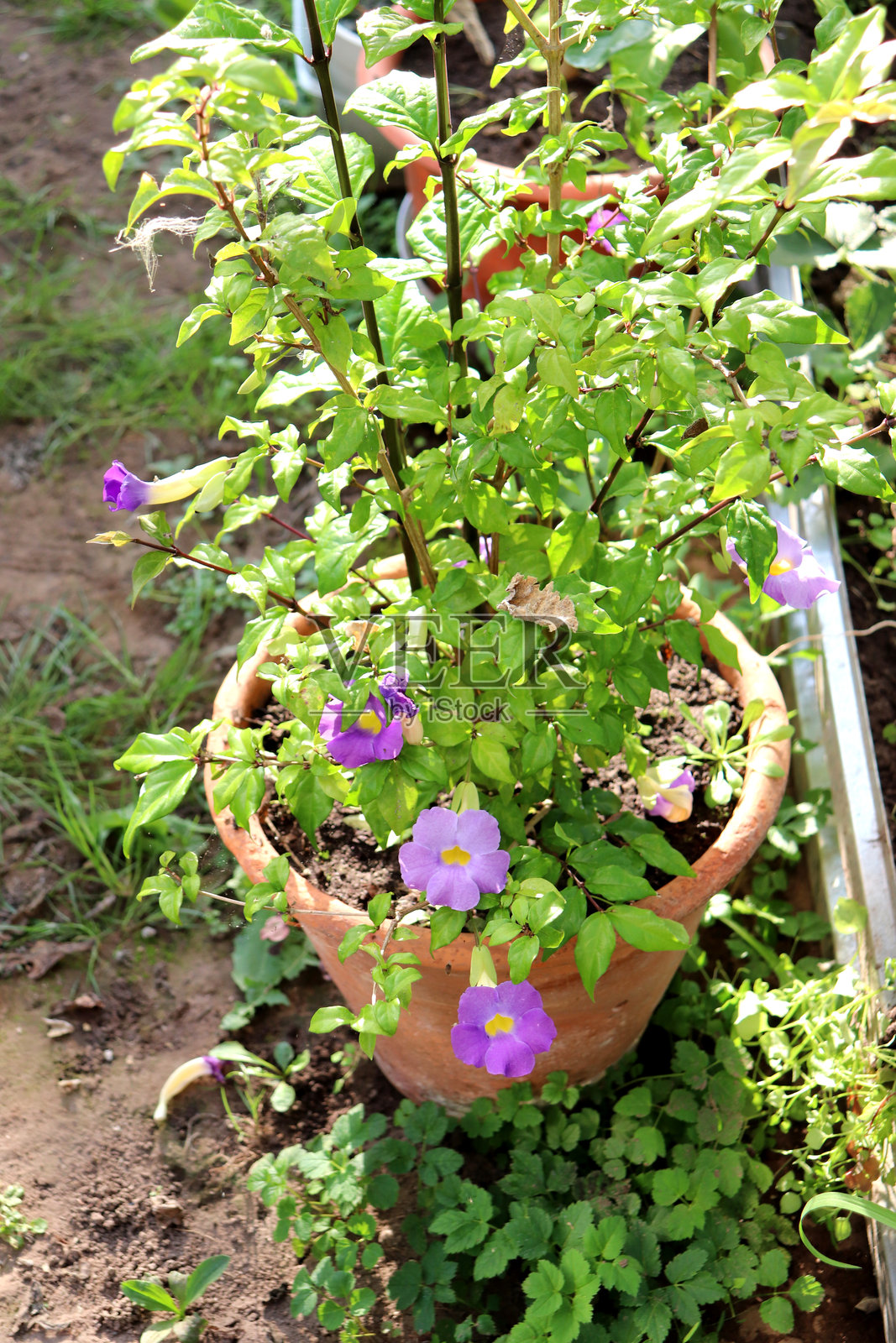 温室盆栽的唐氏花,开着紫色的花朵。照片摄影图片