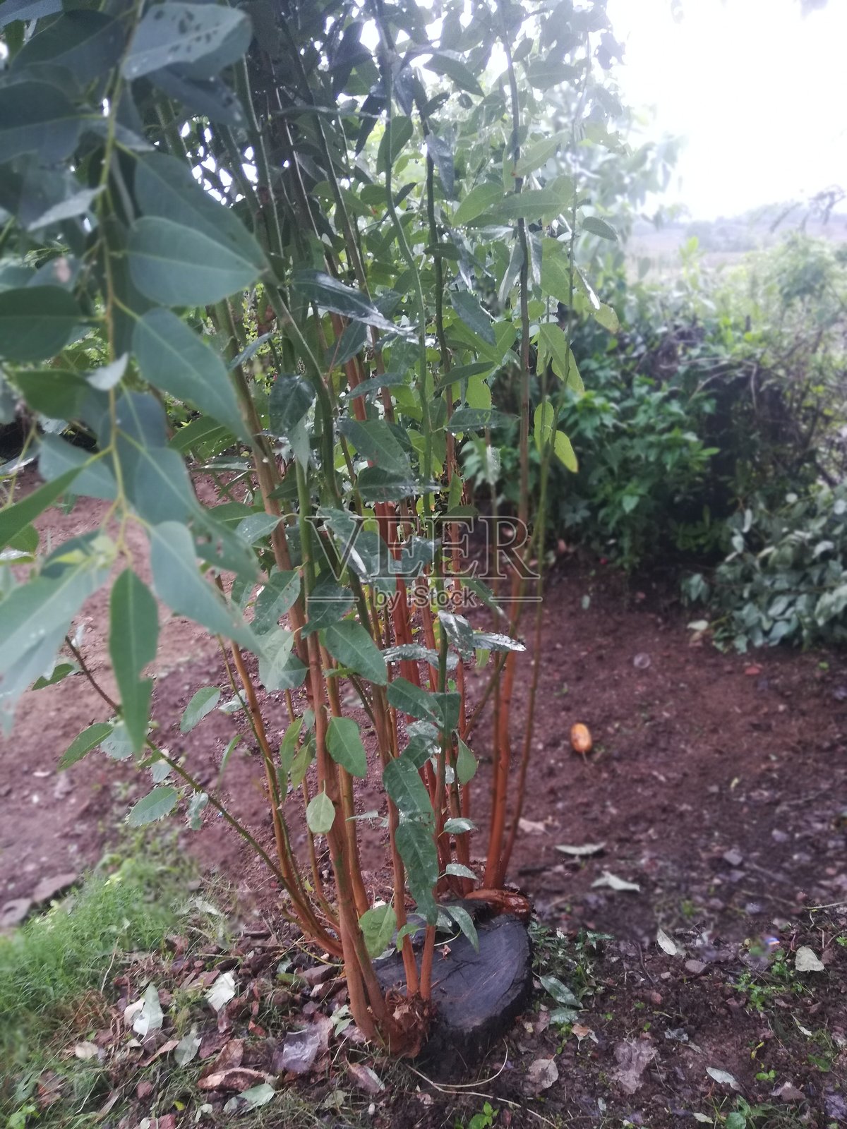 桉树植物景观照片摄影图片