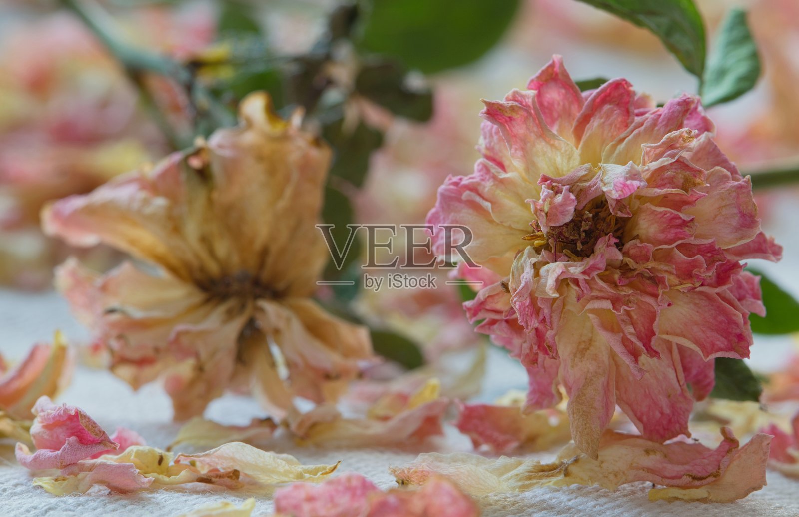枯萎的粉色茶玫瑰,散落的花瓣,静物花艺。照片摄影图片
