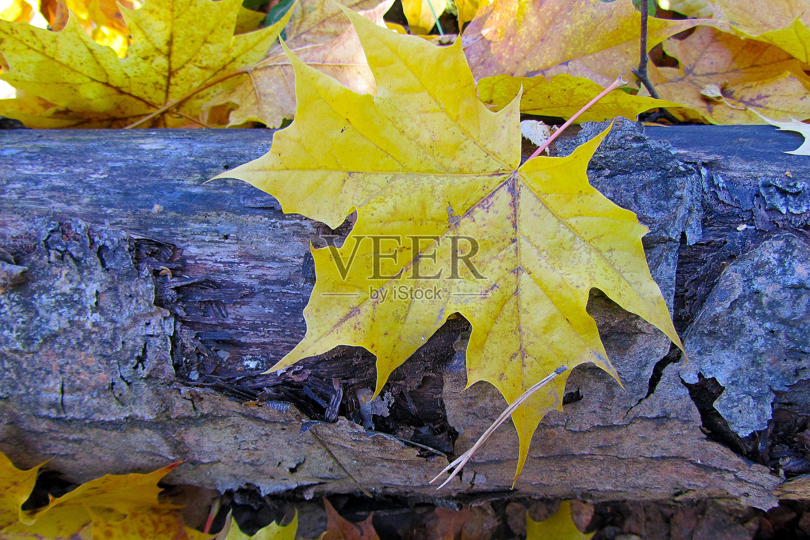 秋日,饱经风霜的枯木上的一片鲜黄枫叶照片摄影图片