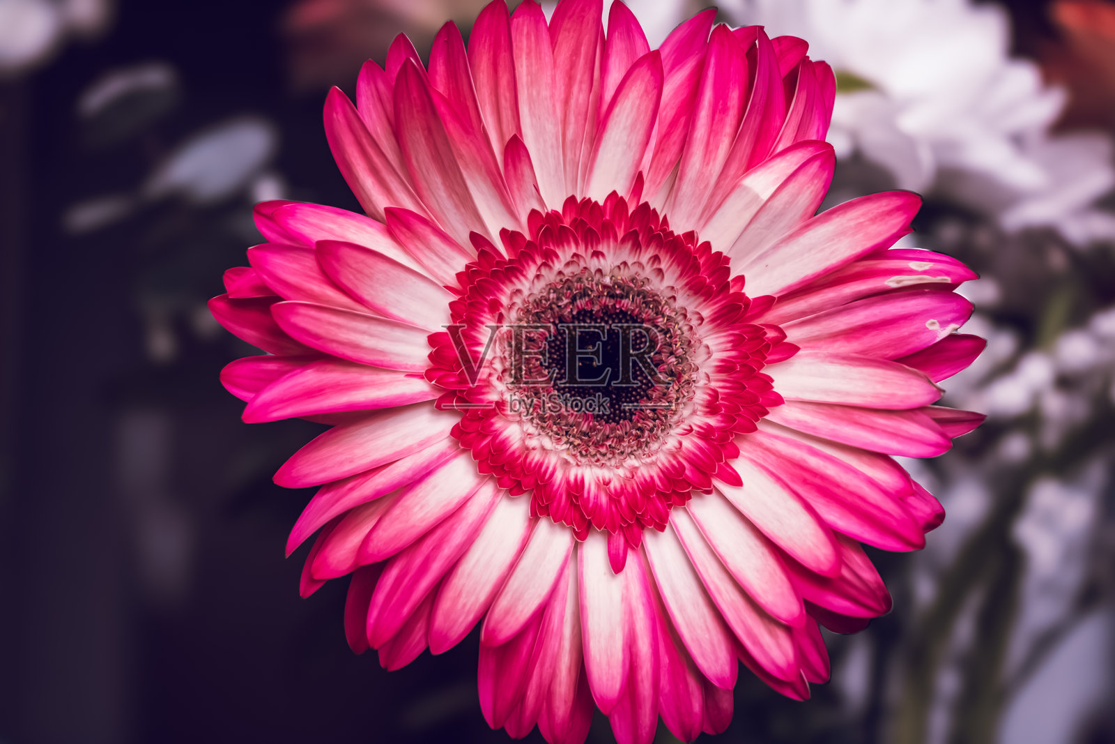 特写粉白非洲菊,背景虚化照片摄影图片