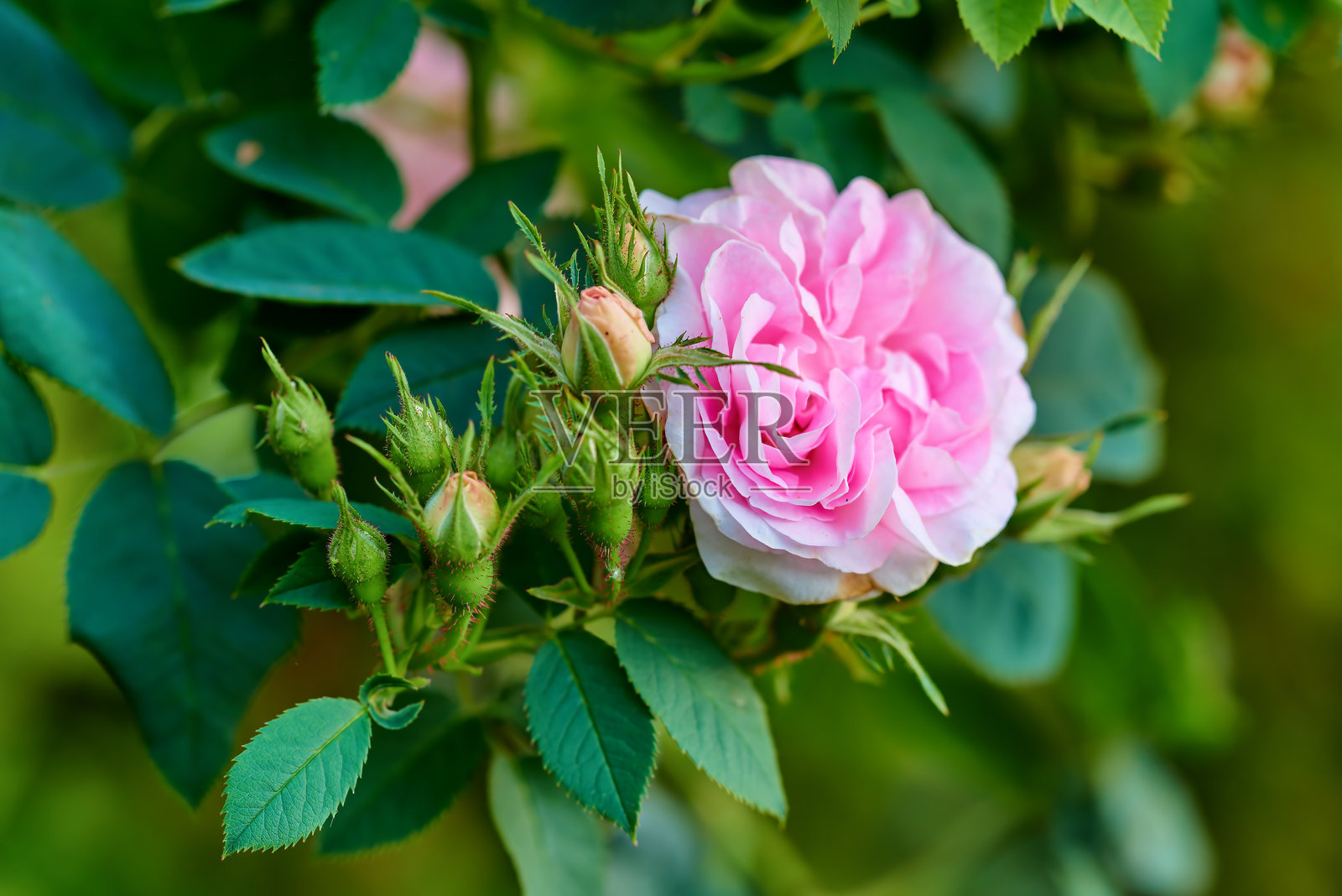 翠绿的叶子和初生的花蕾在自然阳光下环绕着盛开的鲜艳粉玫瑰。照片摄影图片