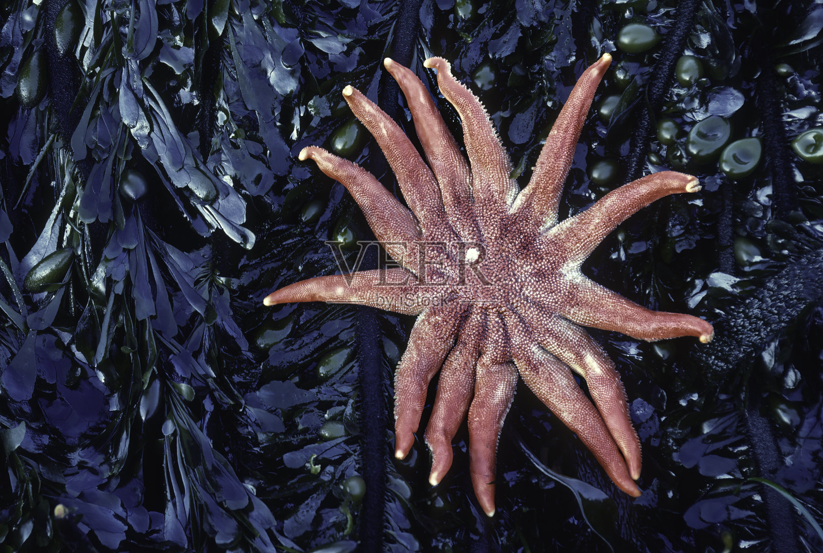 索拉斯特·道森尼,又名晨日海星,是太阳海星科的一种海星。它分布于北太平洋的两侧。地点:索诺玛县索尔特角州立公园,加利福尼亚州。照片摄影图片