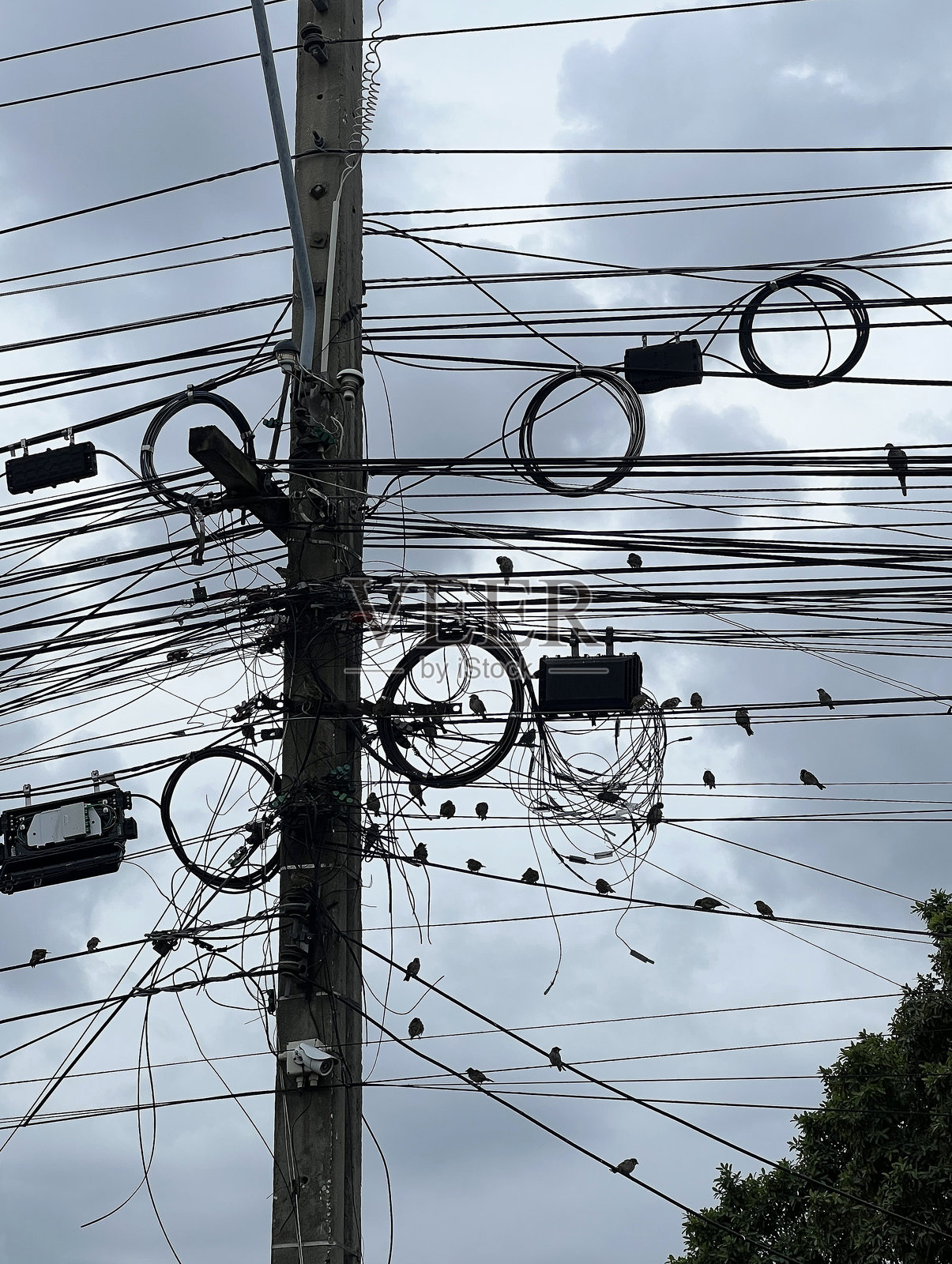 缠绕着电线的电线杆和鸟照片摄影图片