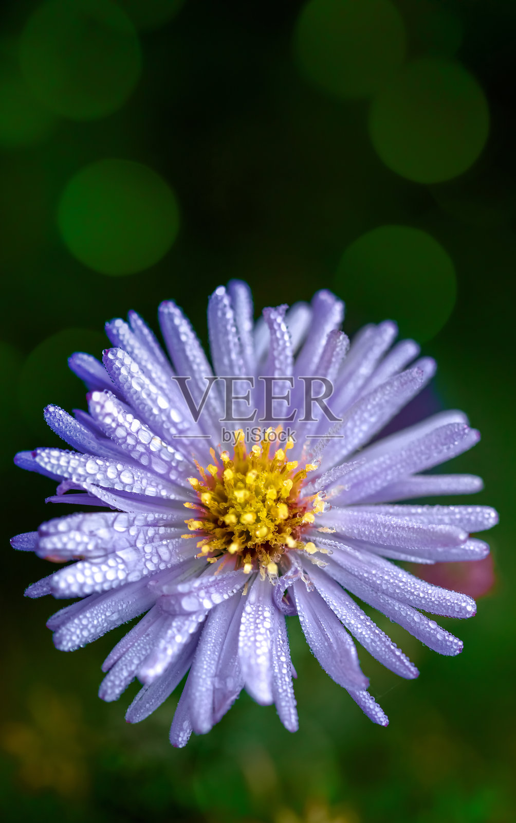 布什艾斯特花上覆盖着露珠,带有散景光和文本空间照片摄影图片