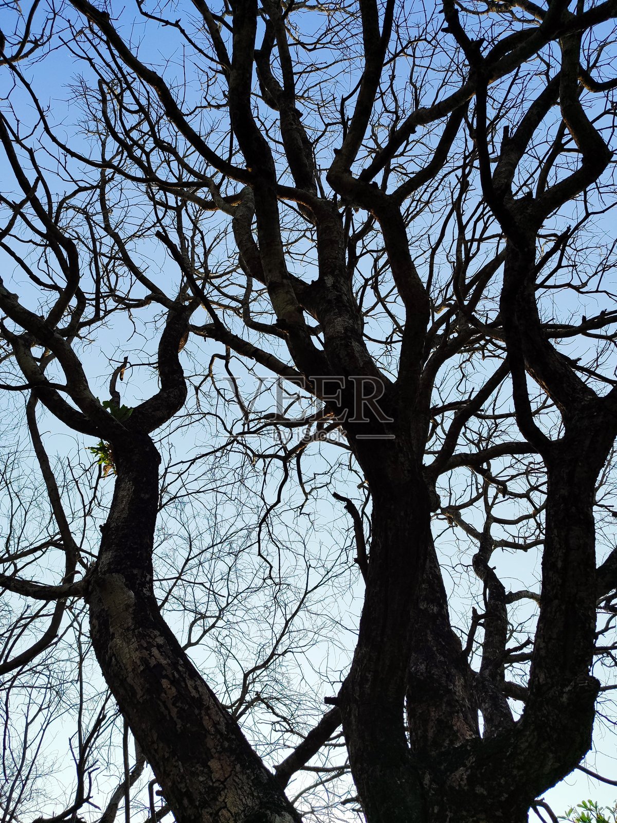 树的剪影,有树枝和细枝照片摄影图片