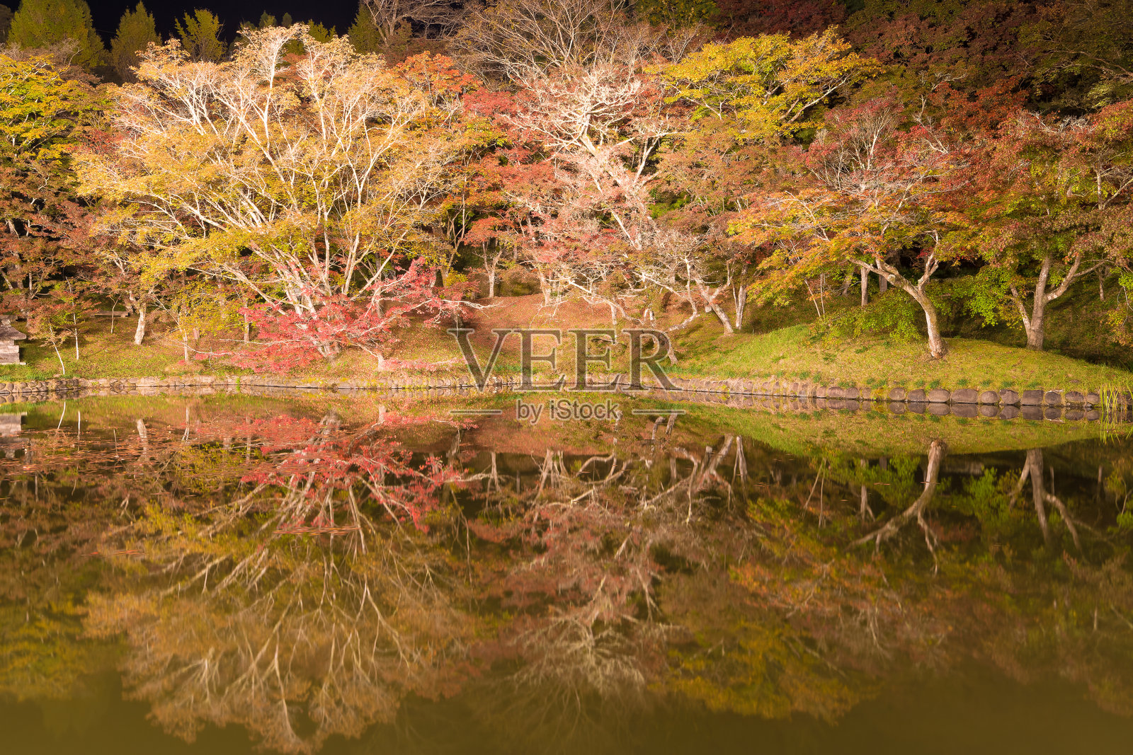 秋季的夕照公园(大分县丰后大野市)的秋叶灯光秀照片摄影图片
