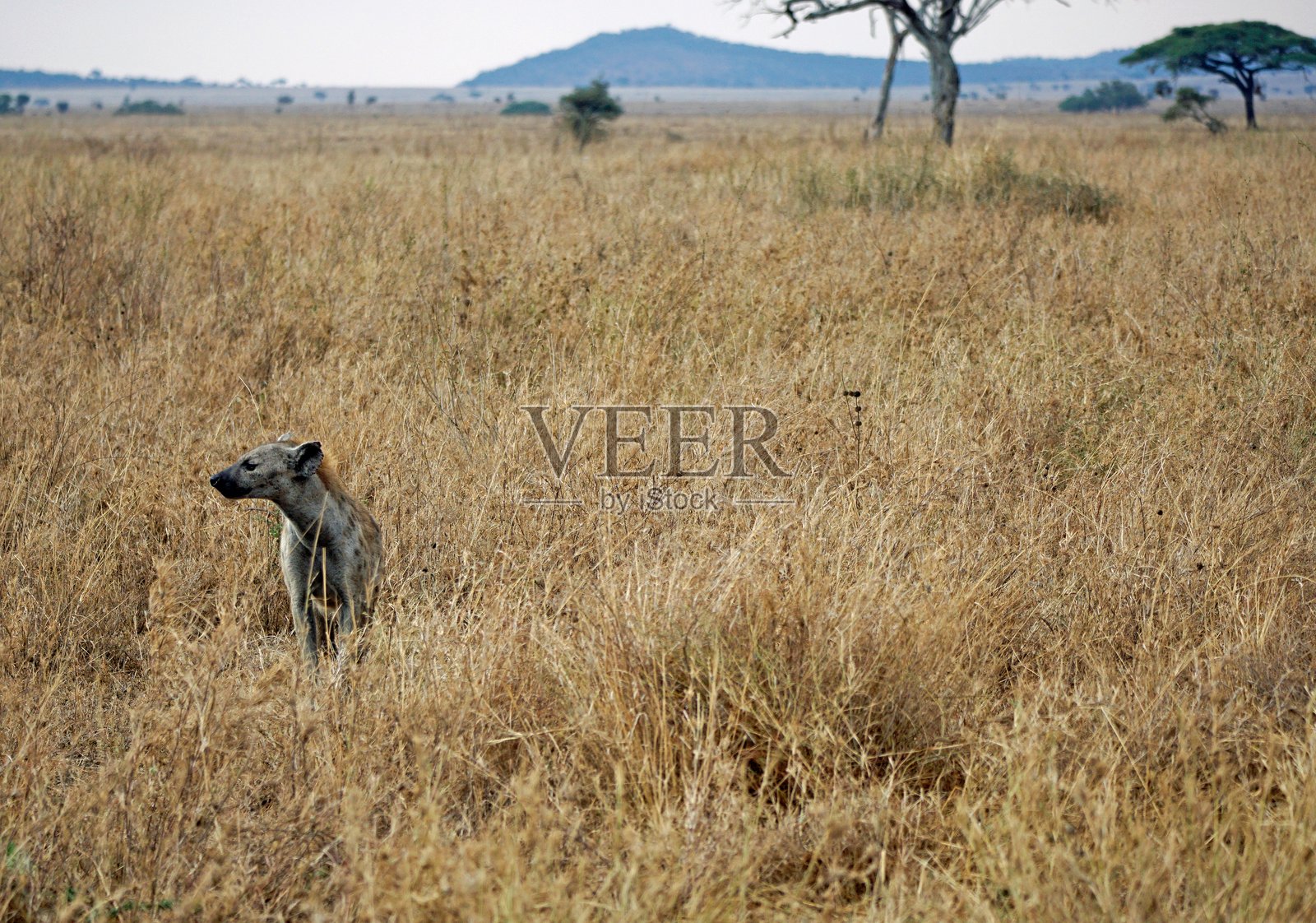 坦桑尼亚野生动物照片摄影图片