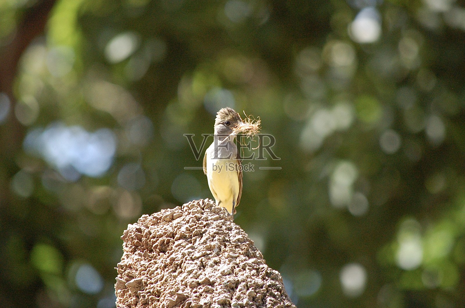 大冠噪鸲筑巢照片摄影图片