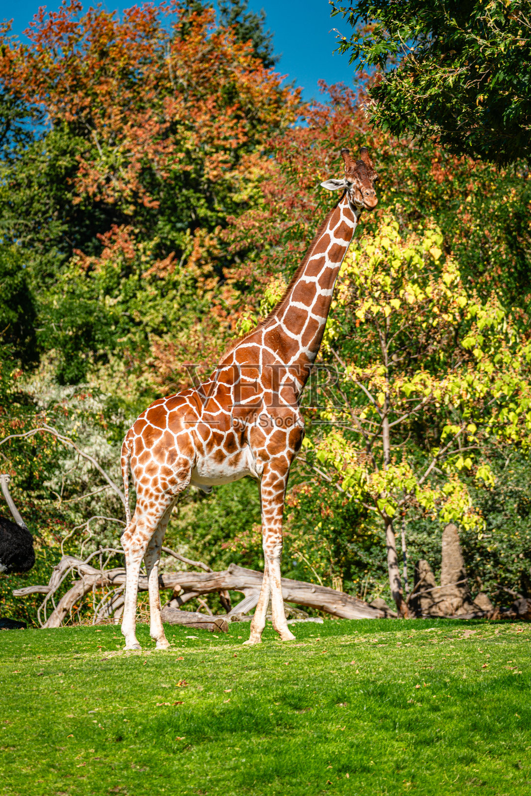 西雅图动物园长颈鹿 2照片摄影图片