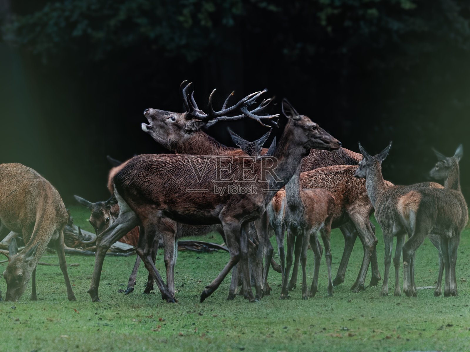 林间空地上成群的鹿,其中有一只雄伟的雄鹿。照片摄影图片