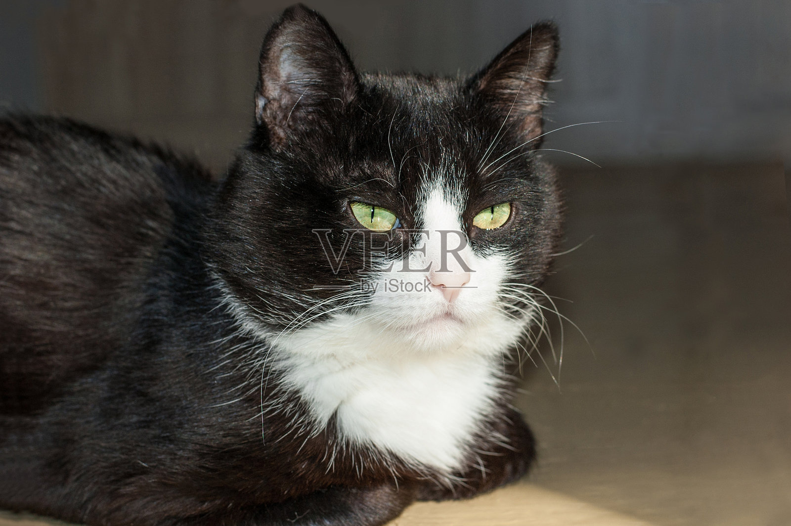 黑白猫肖像照片摄影图片