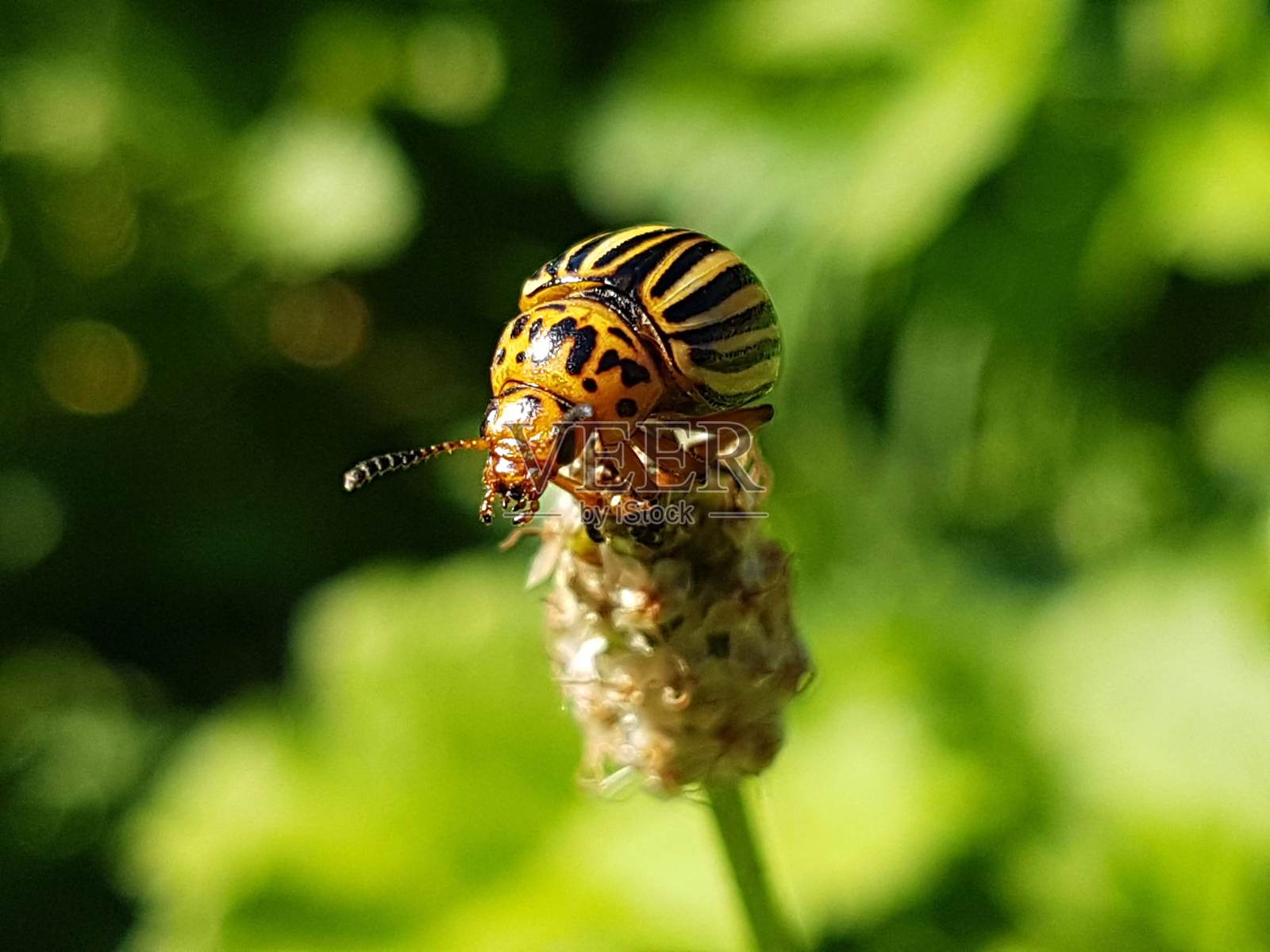 科罗拉多马铃薯甲虫在草花上,背景为精致的绿色照片摄影图片