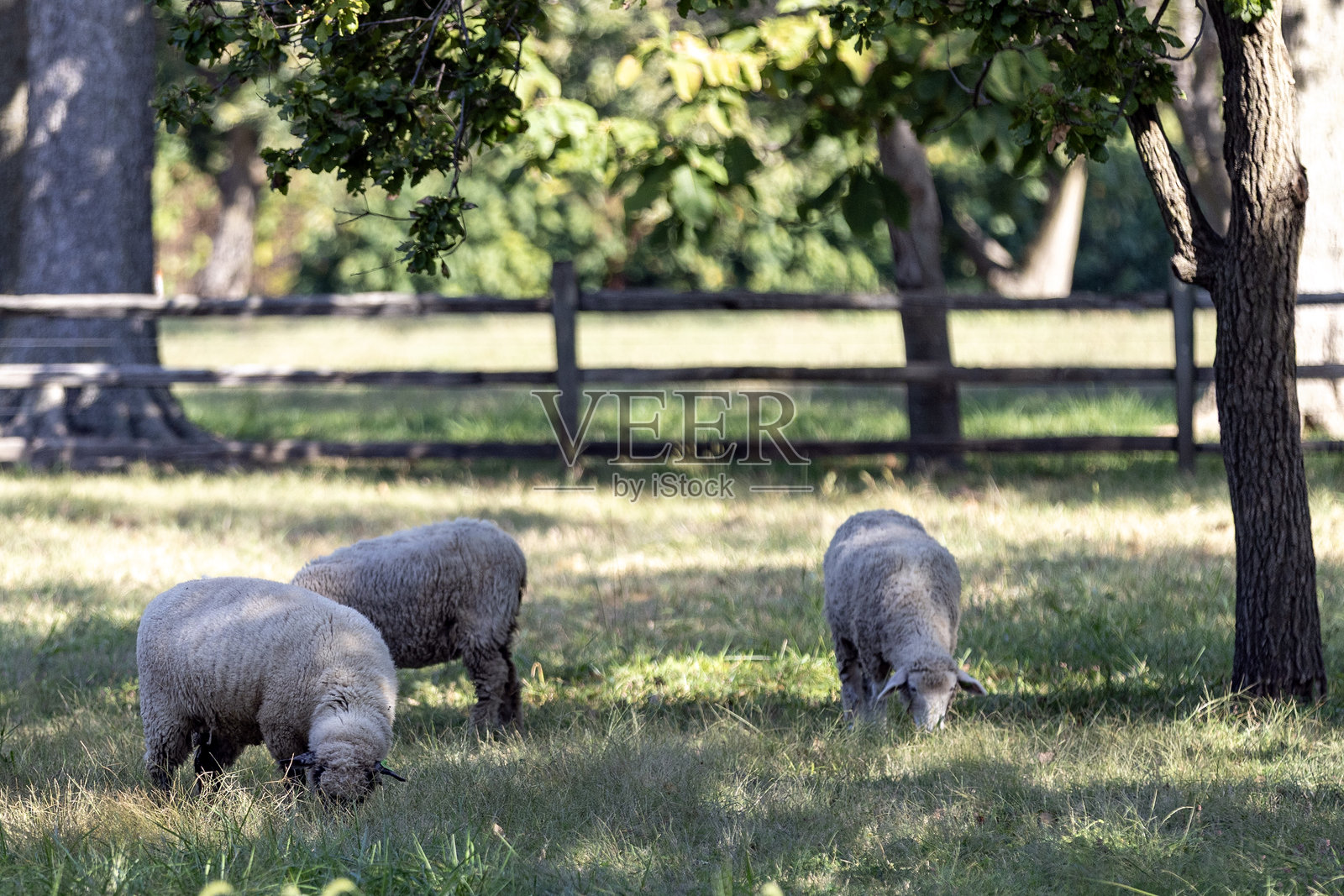 田野里的绵羊照片摄影图片