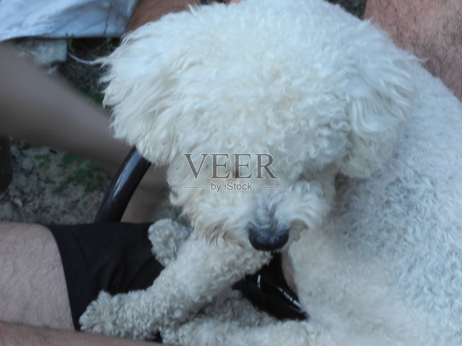 狗喷漆罐和男人玩耍照片摄影图片